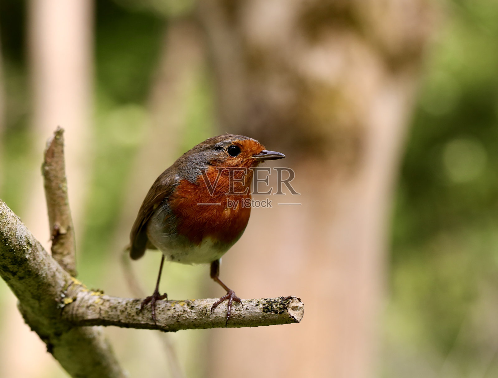 红胸罗宾照片摄影图片