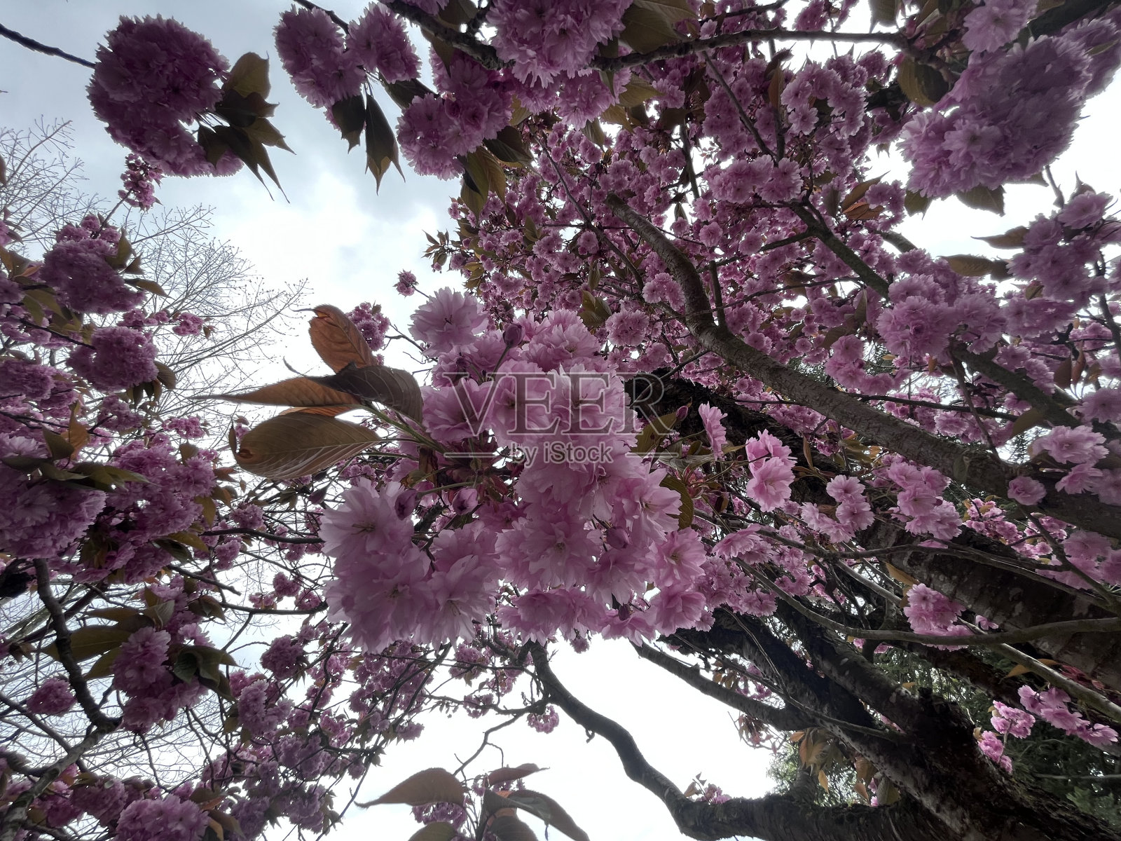 天上的樱桃照片摄影图片