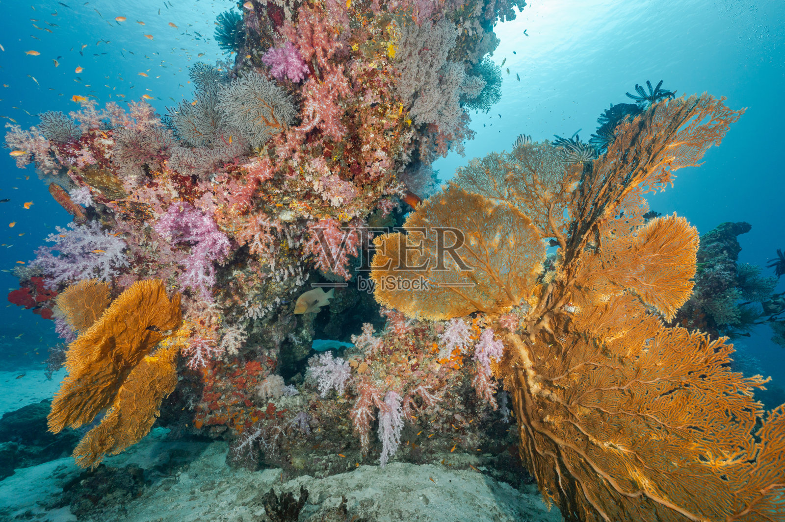 泰国巨大的海扇与彩色软珊瑚礁照片摄影图片