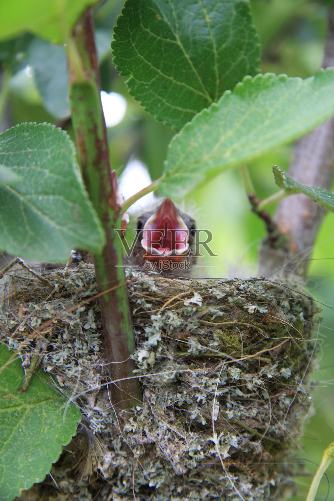 法国克鲁莱,野生动物,鸟巢里呼唤食物的野生幼鸟特写照片摄影图片