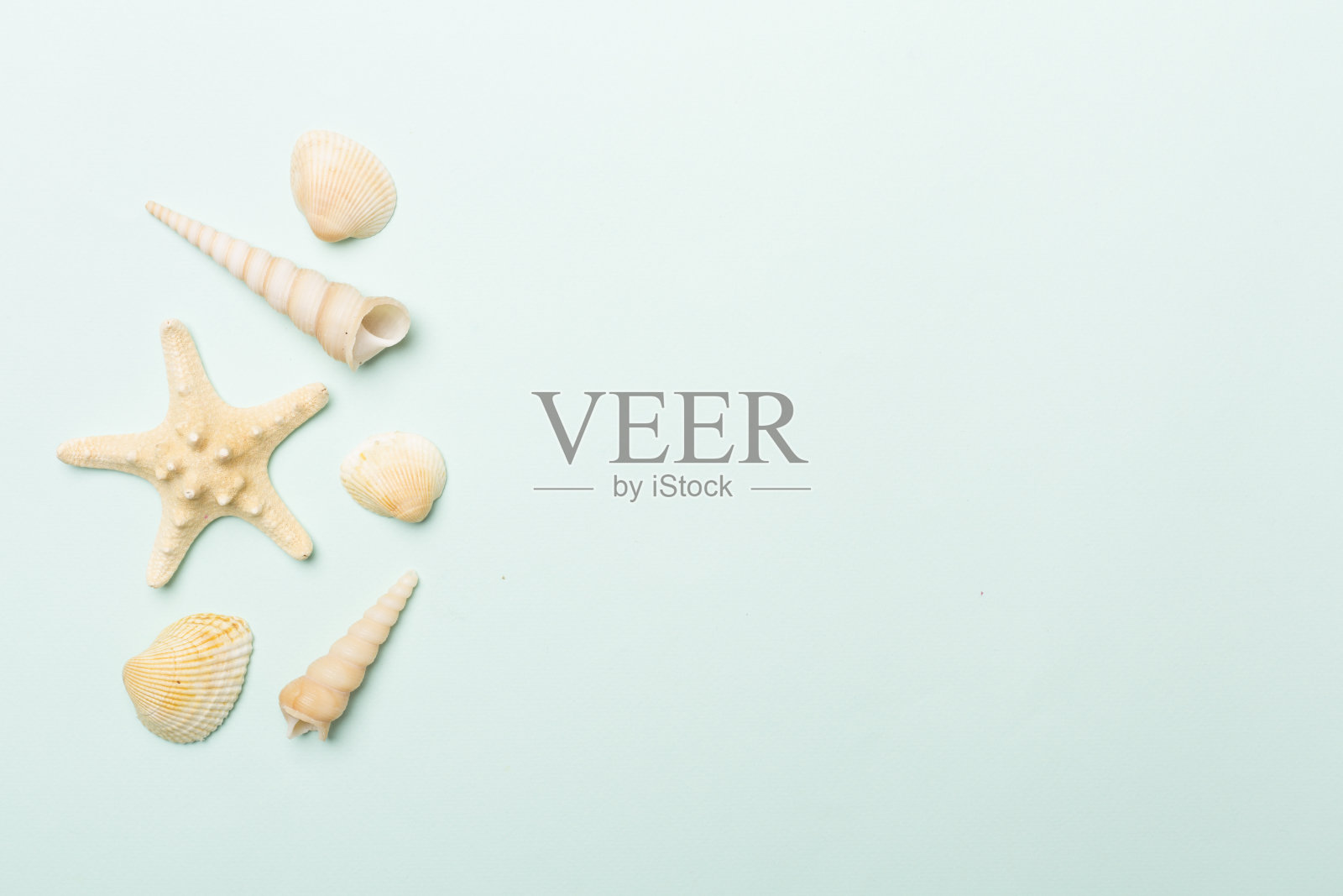 海贝壳彩色背景,俯视图照片摄影图片