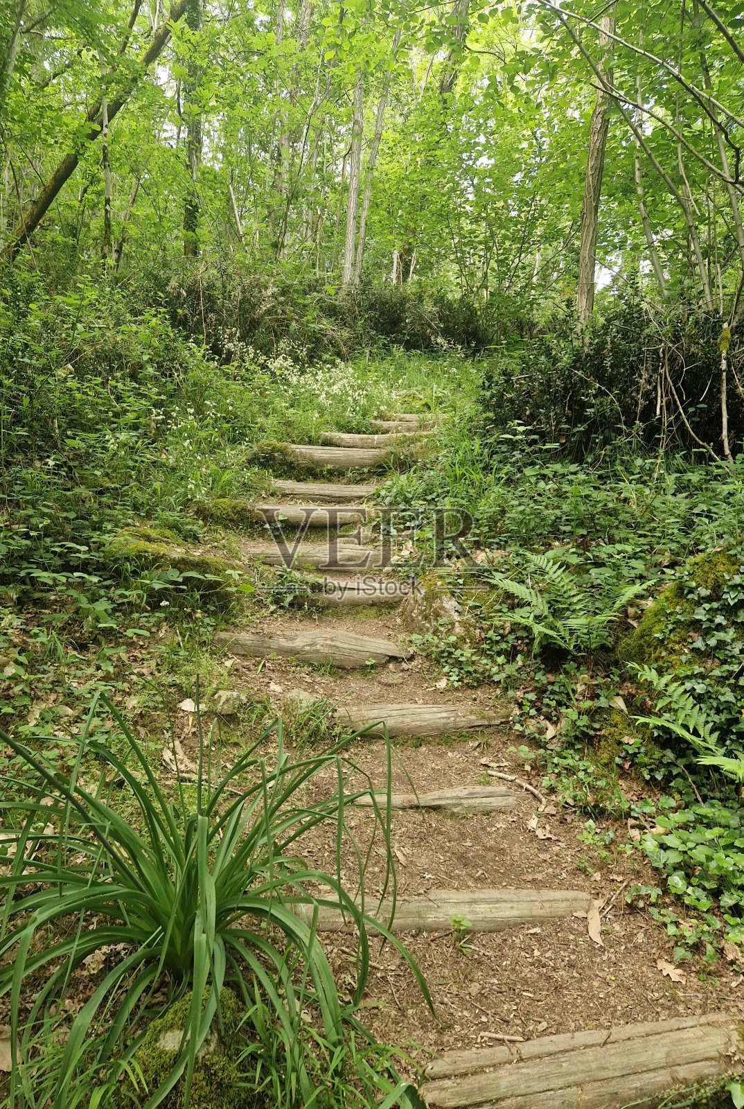 森林里的原木楼梯照片摄影图片