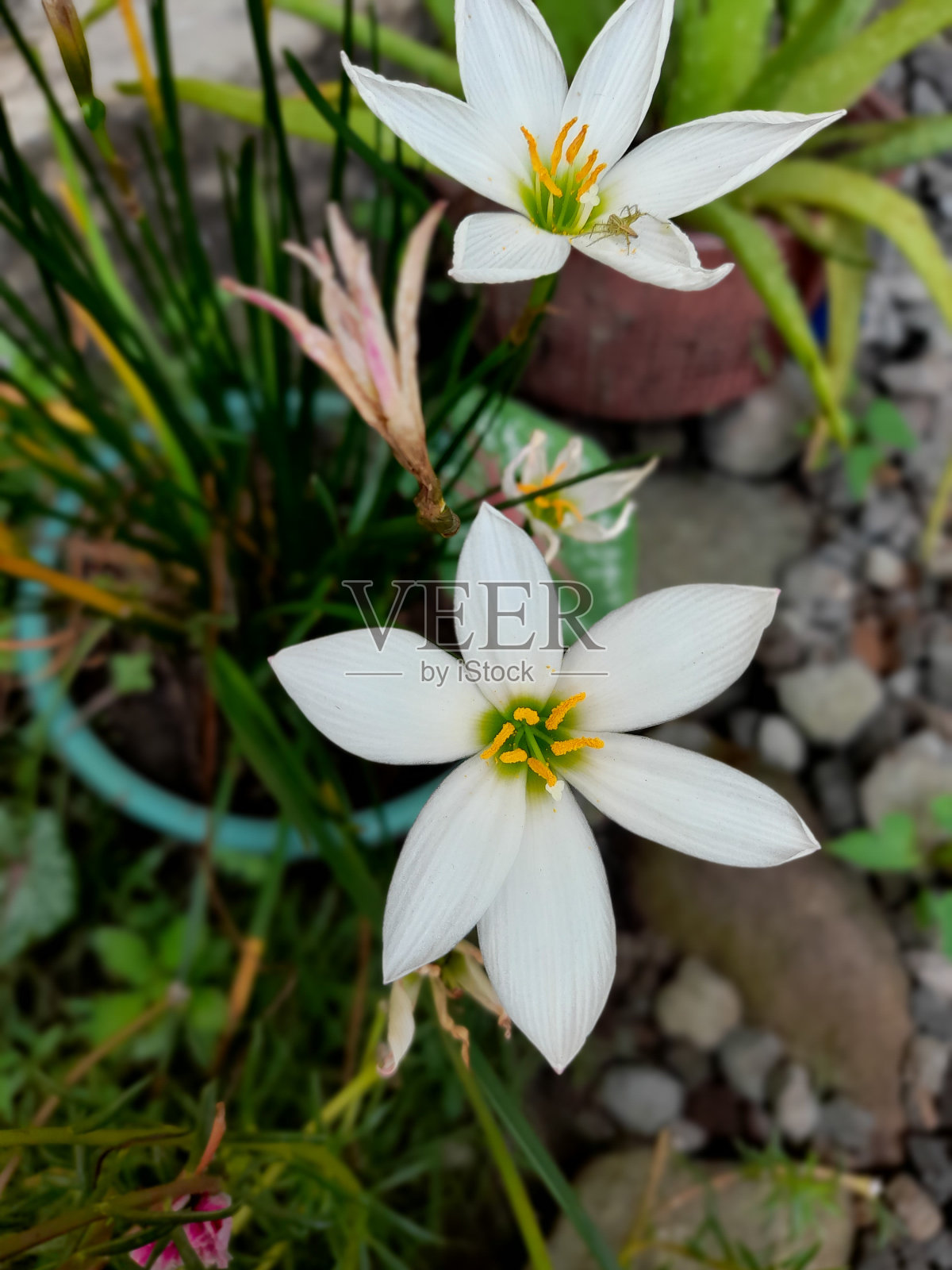 白色的花照片摄影图片