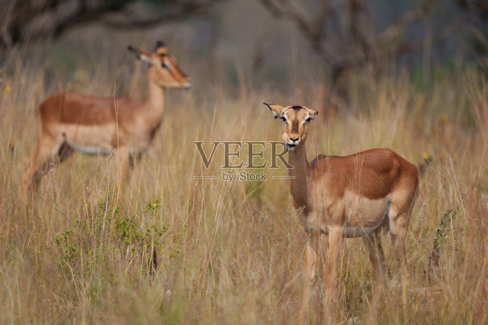田野里棕色的黑斑羚在咀嚼牧草,另一只站在它后面照片摄影图片