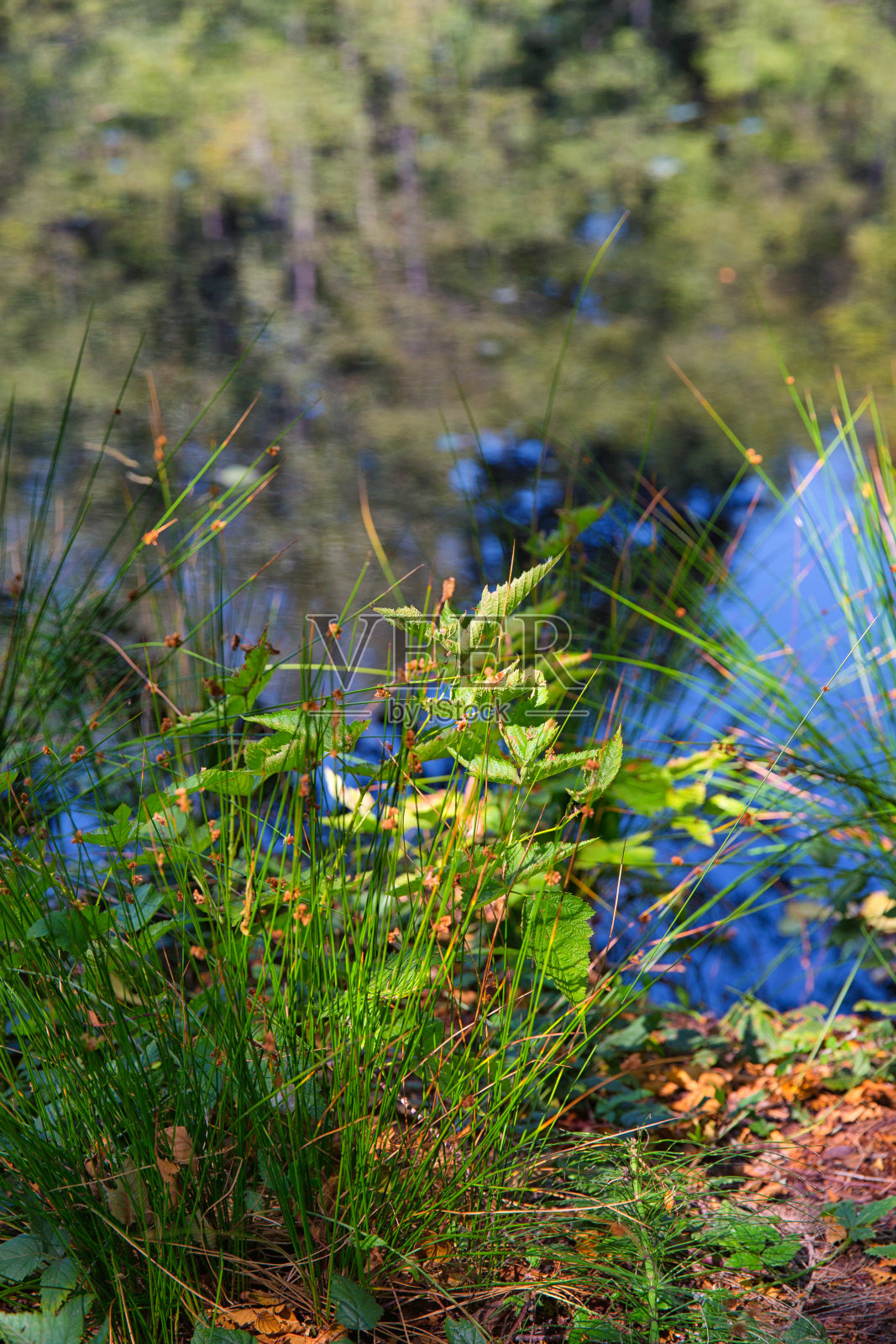 夏季园林植物照片摄影图片
