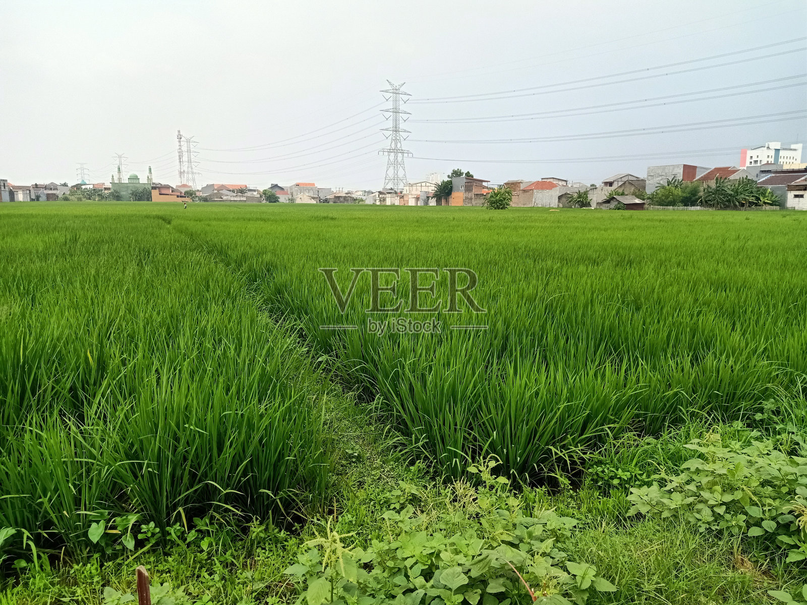 郊区的稻田,背景是房子照片摄影图片