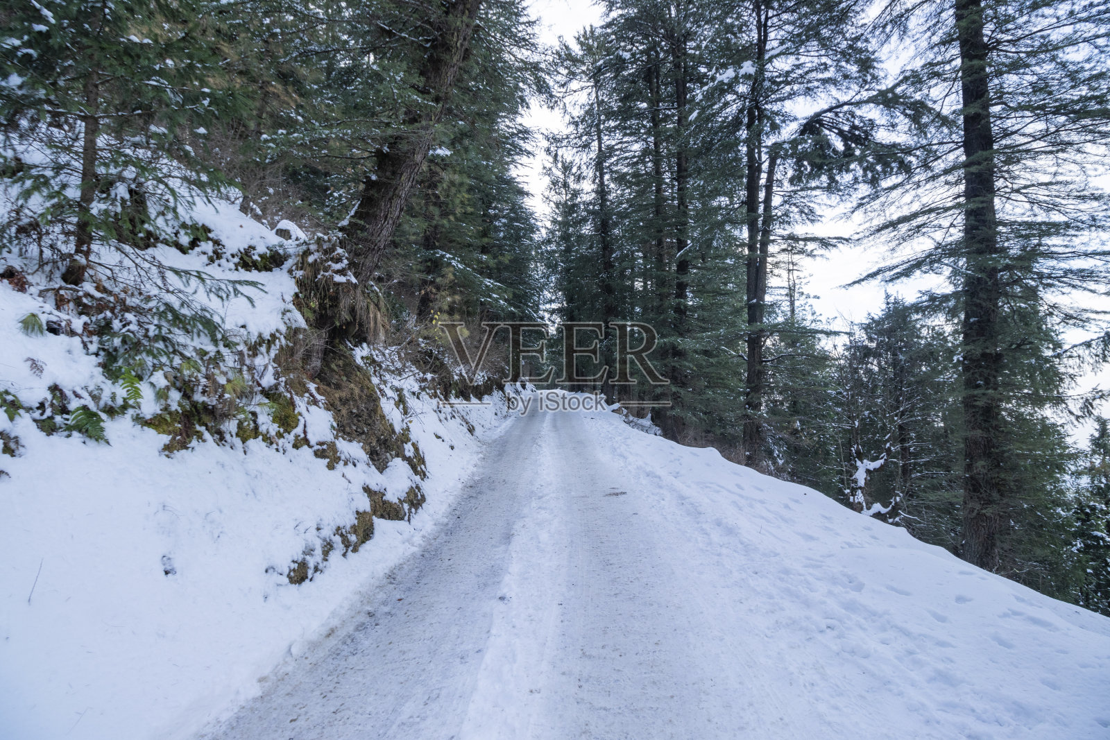 冬天森林里的树照片摄影图片
