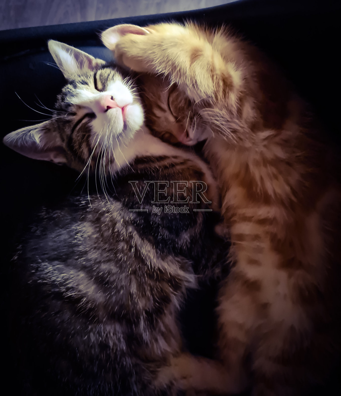 小猫照片摄影图片