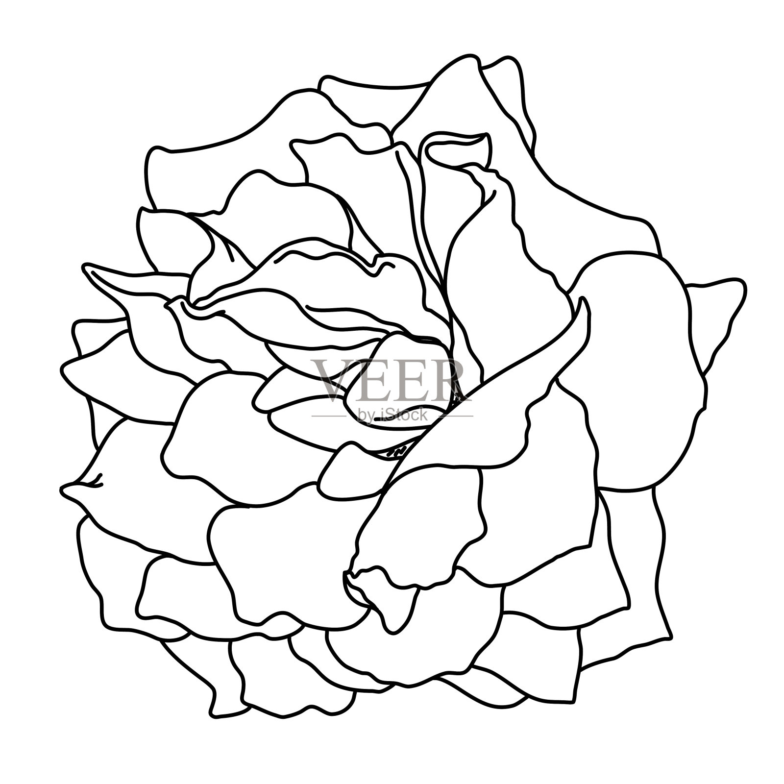 玫瑰盛开的线条艺术。手绘逼真的详细矢量插图。黑白剪贴画。插画图片素材