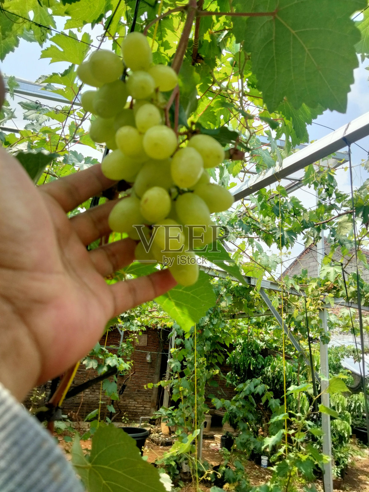 新鲜的葡萄照片摄影图片