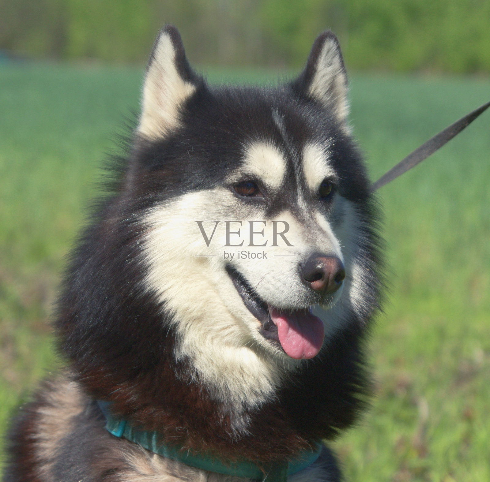 快乐的狗照片摄影图片