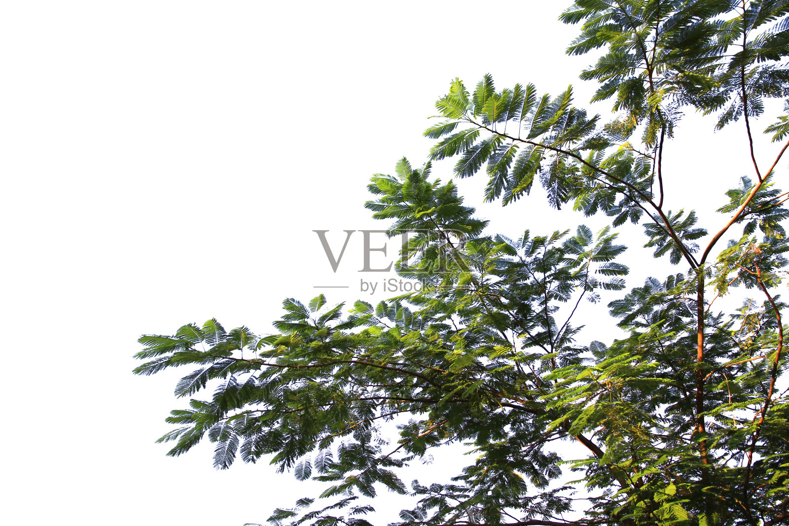 绿色的叶子或树枝孤立在白色的背景与剪辑路径。照片摄影图片