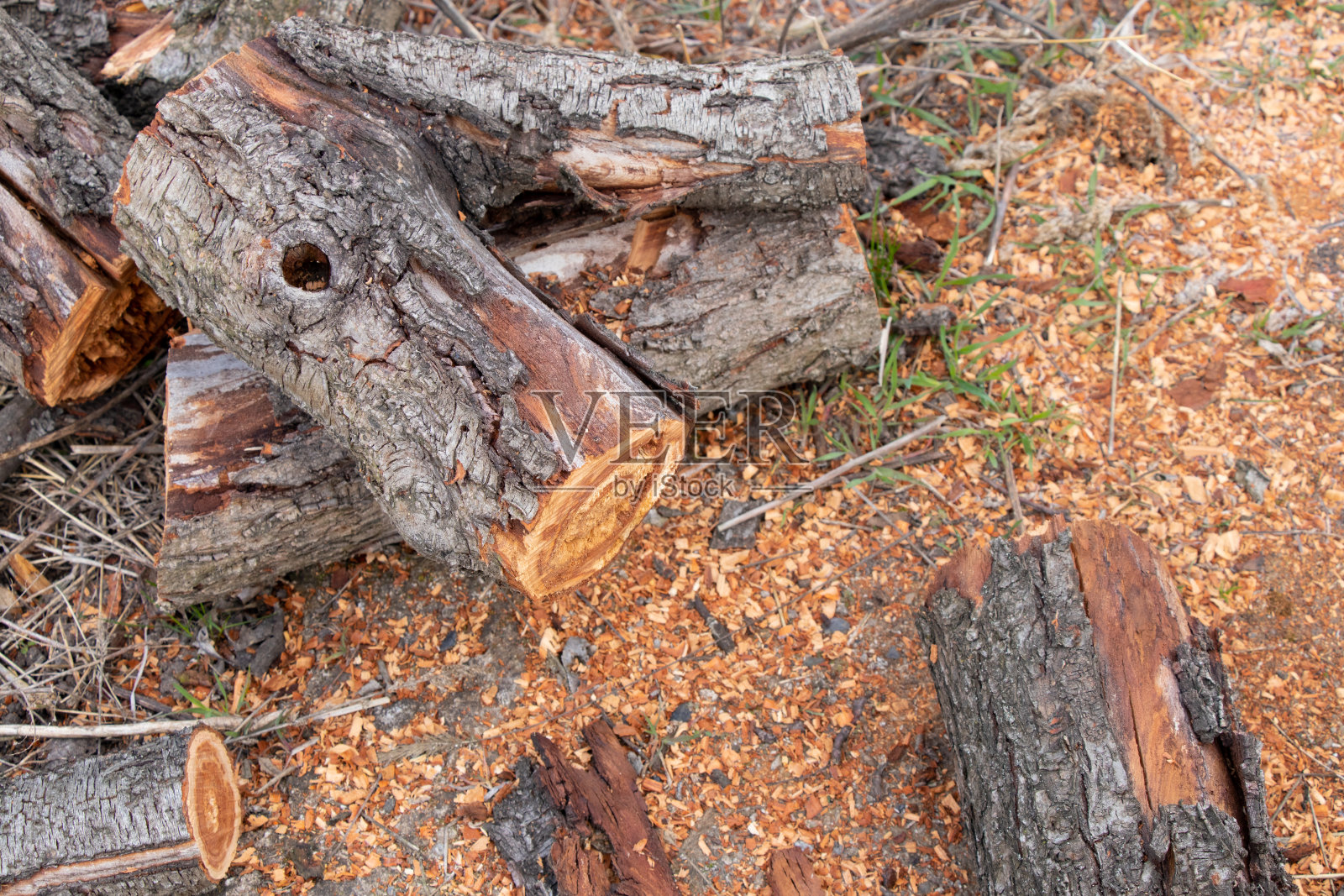 在春天锯完的老原木上,街道上近距离的晒着太阳照片摄影图片