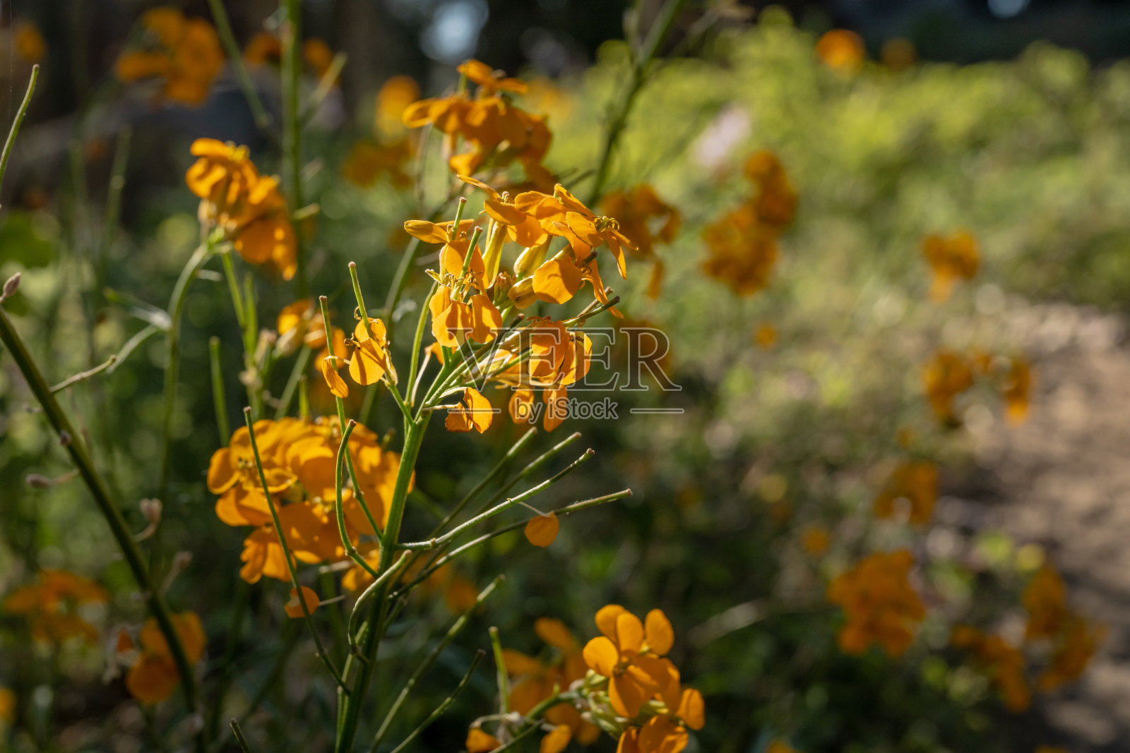 西墙花在阳光下的背光特写照片摄影图片
