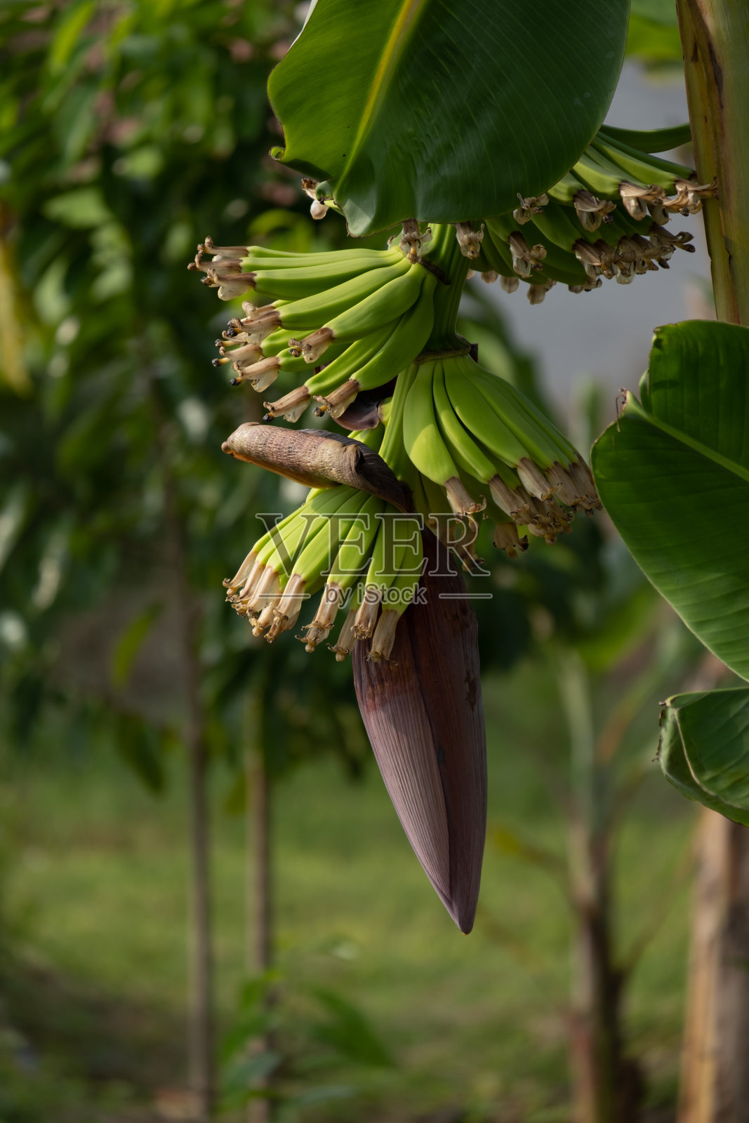 未成熟的香蕉照片摄影图片