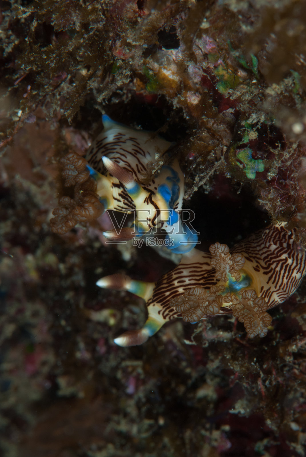 野蛛科的交配照片摄影图片
