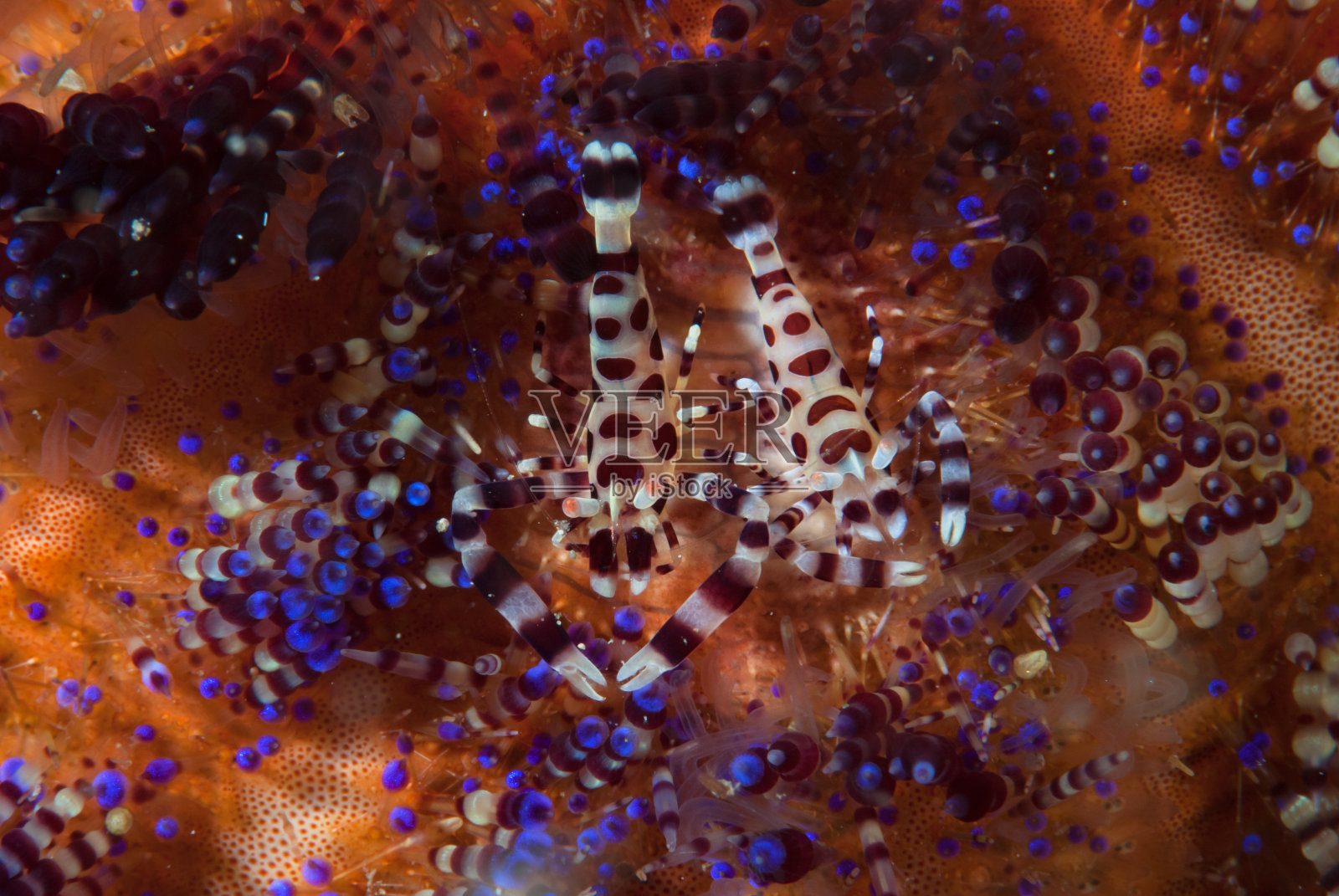 科尔曼虾照片摄影图片