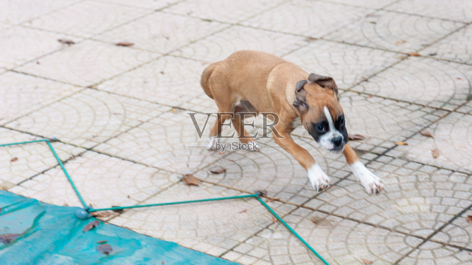 可爱的独特的拳击手小狗跑来跑去。照片摄影图片