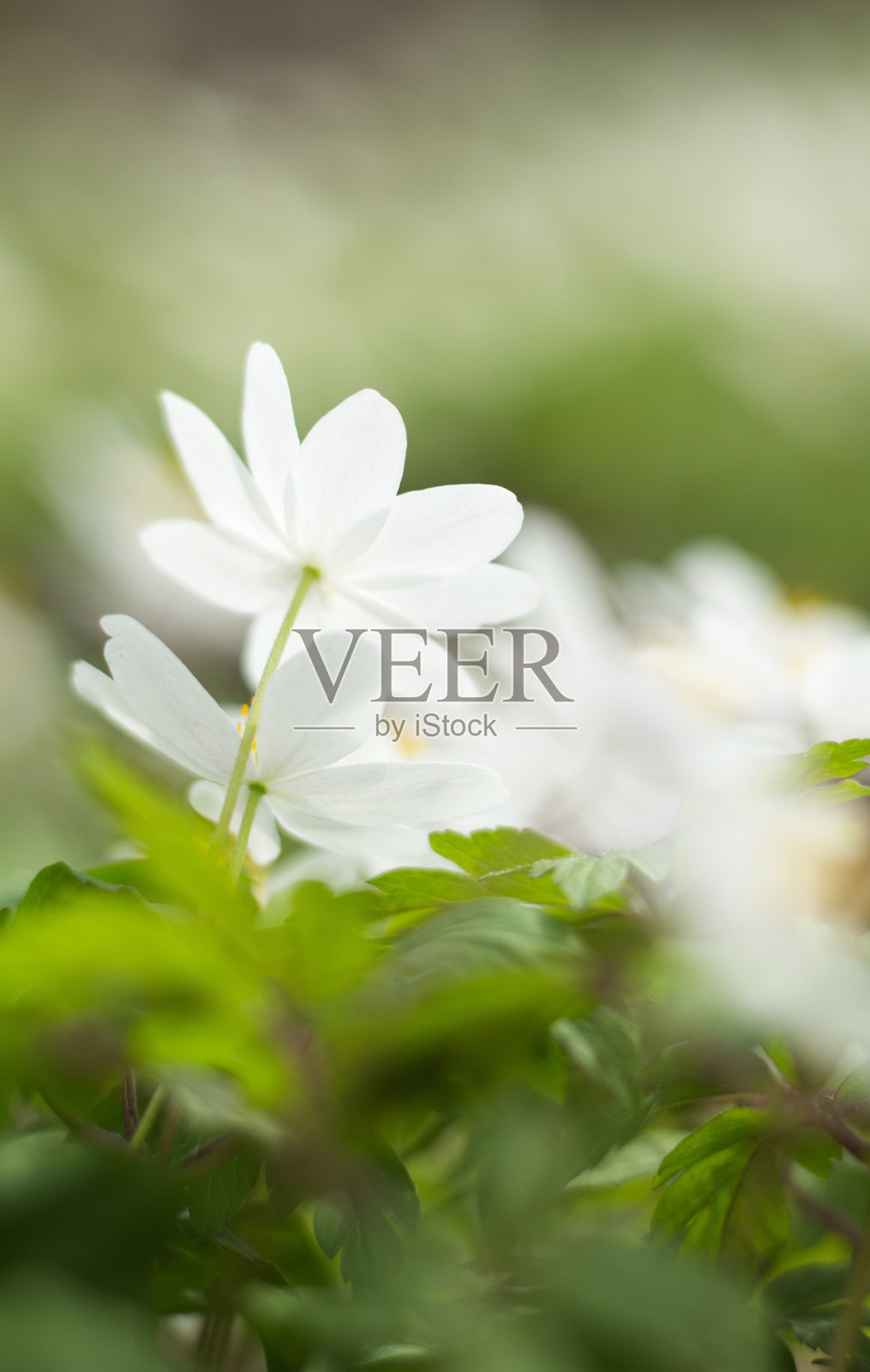 花照片摄影图片