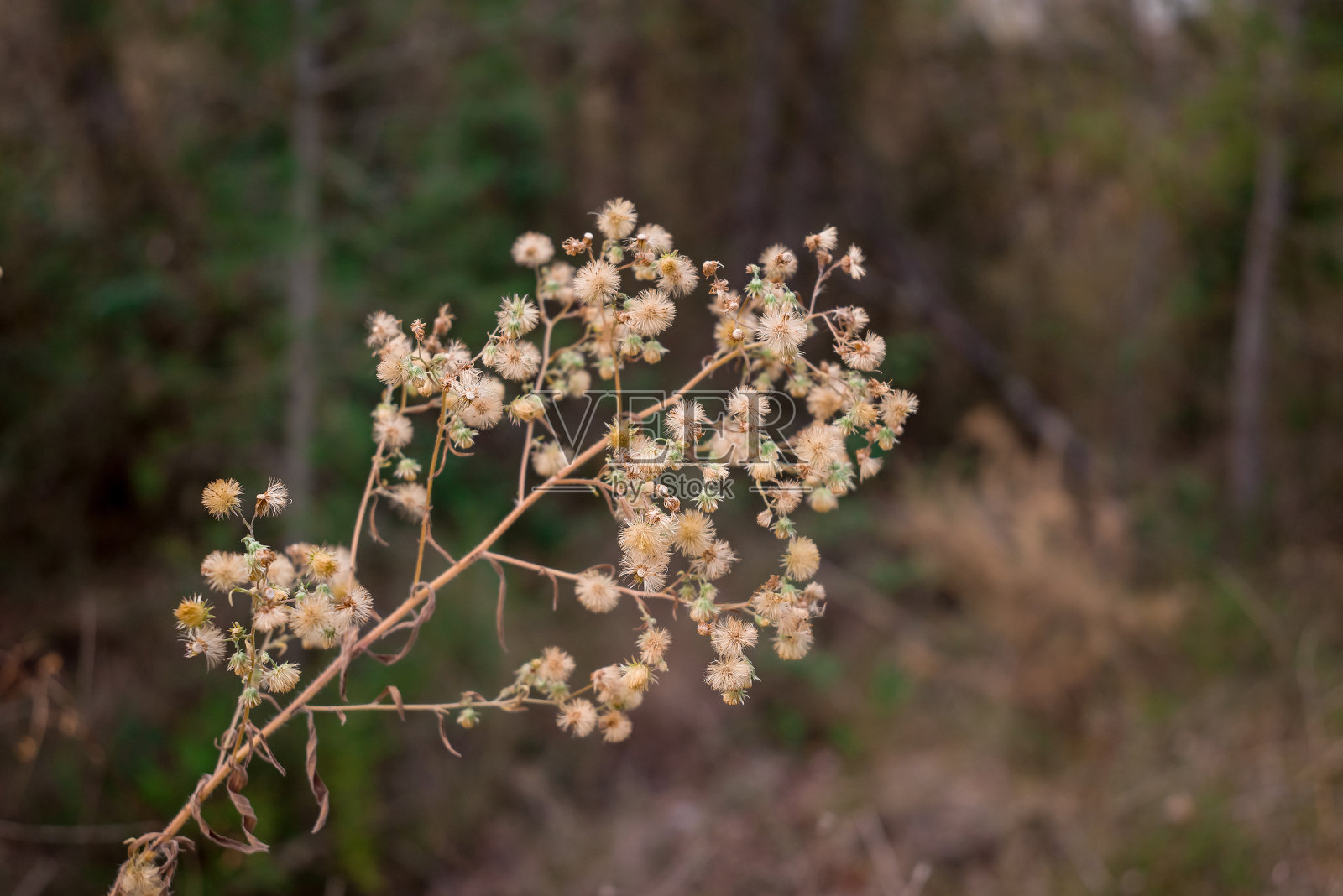 森林里一棵野生的尖刺植物上盛开着小小的黄色花朵照片摄影图片