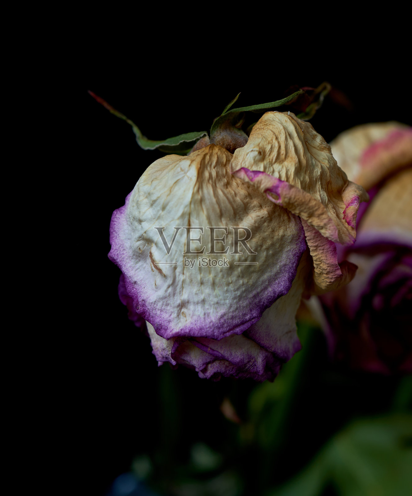 玫瑰花生长在黑色的背景上照片摄影图片