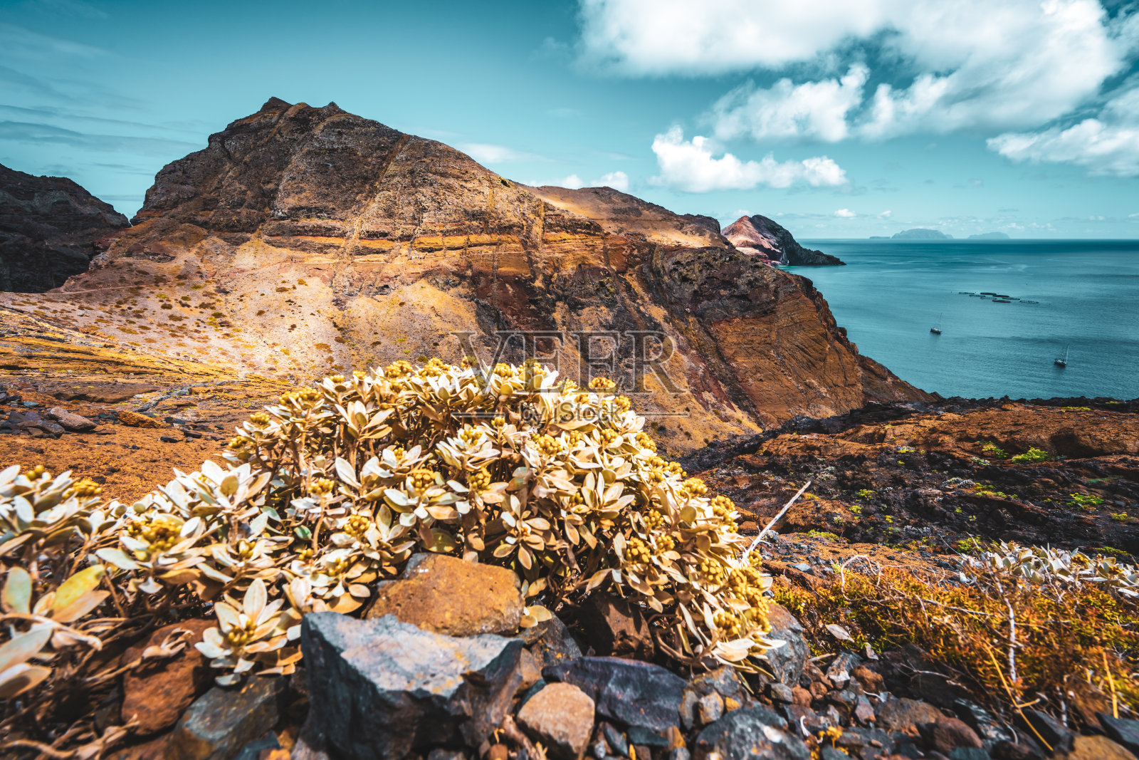 在马德兰岛山麓美丽的花朵上的风景。欧洲葡萄牙马德拉岛的<s:1> o loureno。照片摄影图片