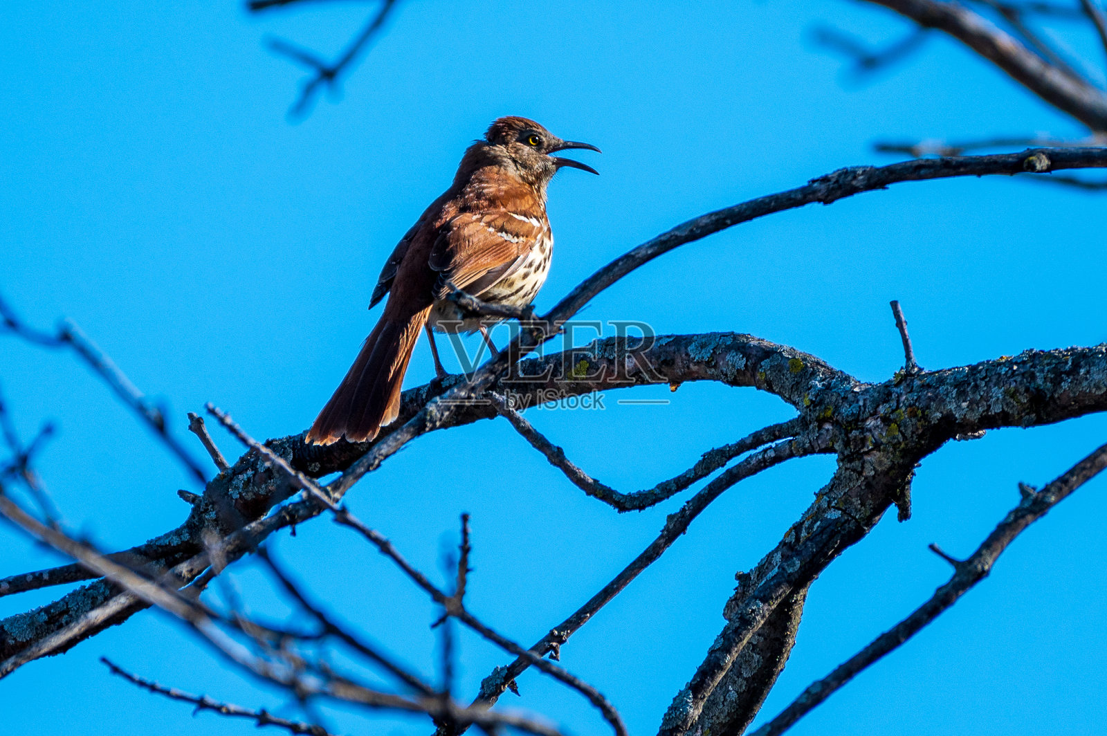 栖息在树上唱歌的棕色鸫鸟照片摄影图片
