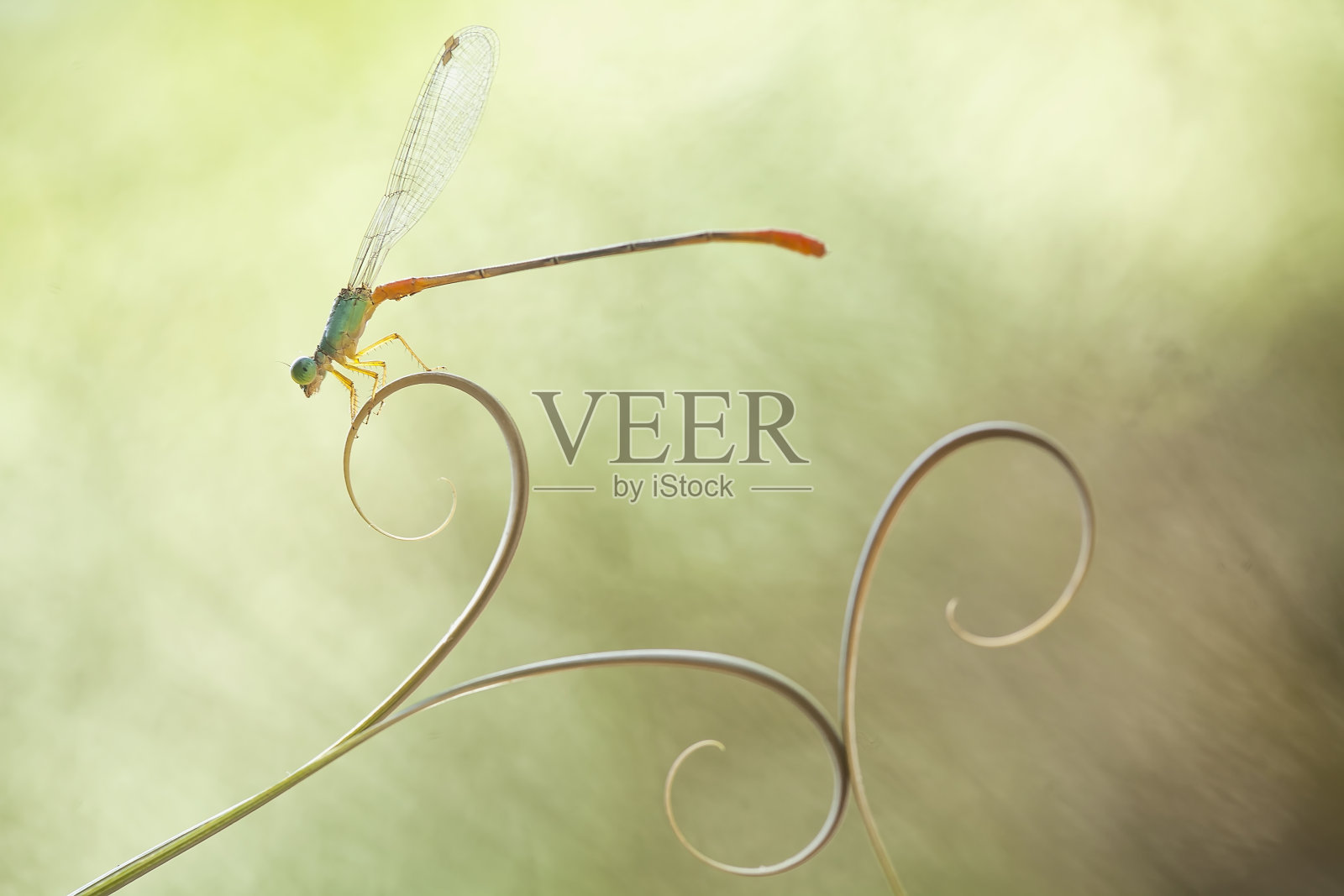 大自然中豆娘的美丽姿势照片摄影图片