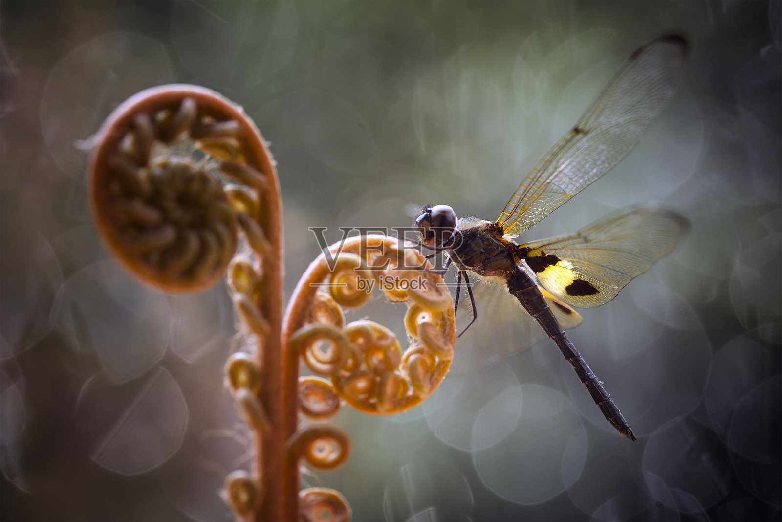 美丽的豆娘又名蜻蜓在自然界照片摄影图片