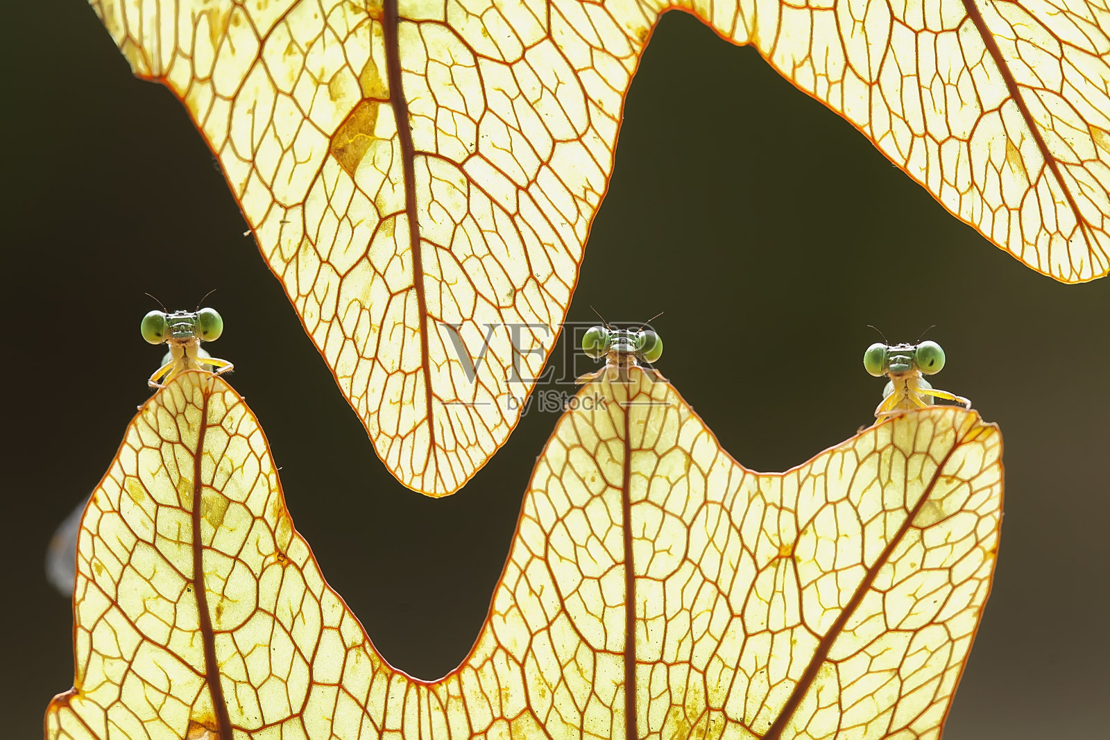 蜻蜓的其他种类照片摄影图片