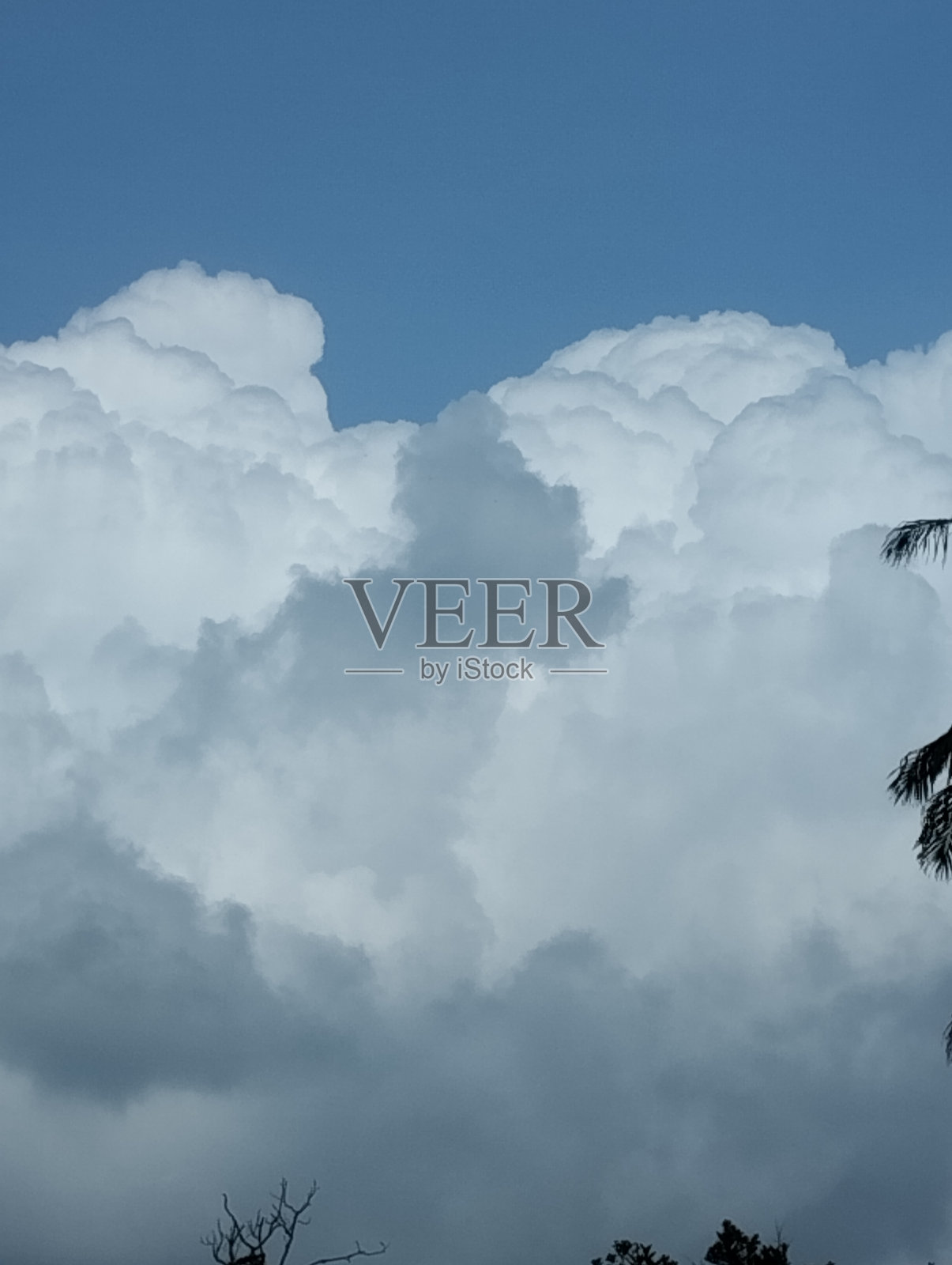 多云的天空点缀着树枝照片摄影图片