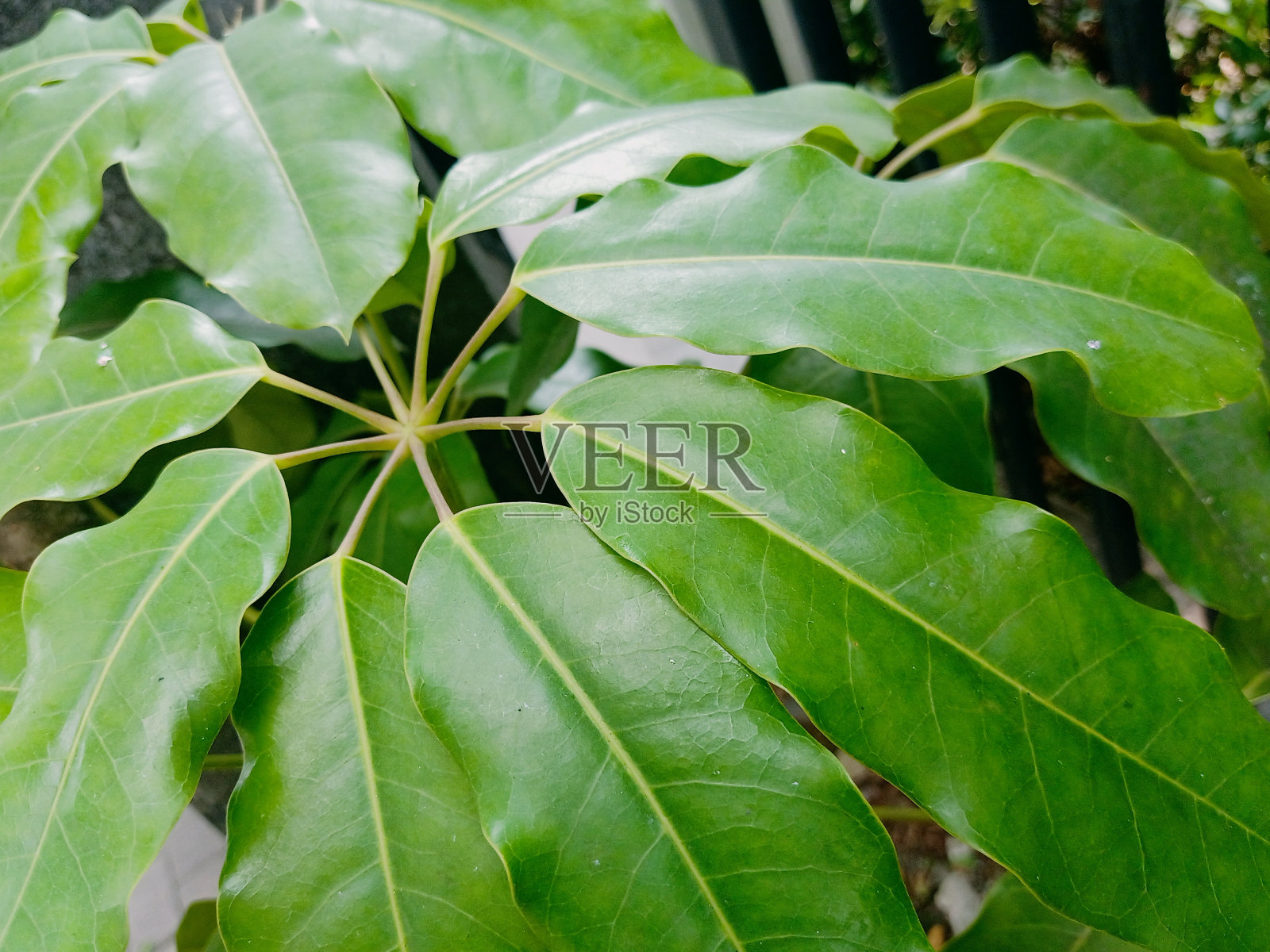 章鱼树植物特写照片摄影图片