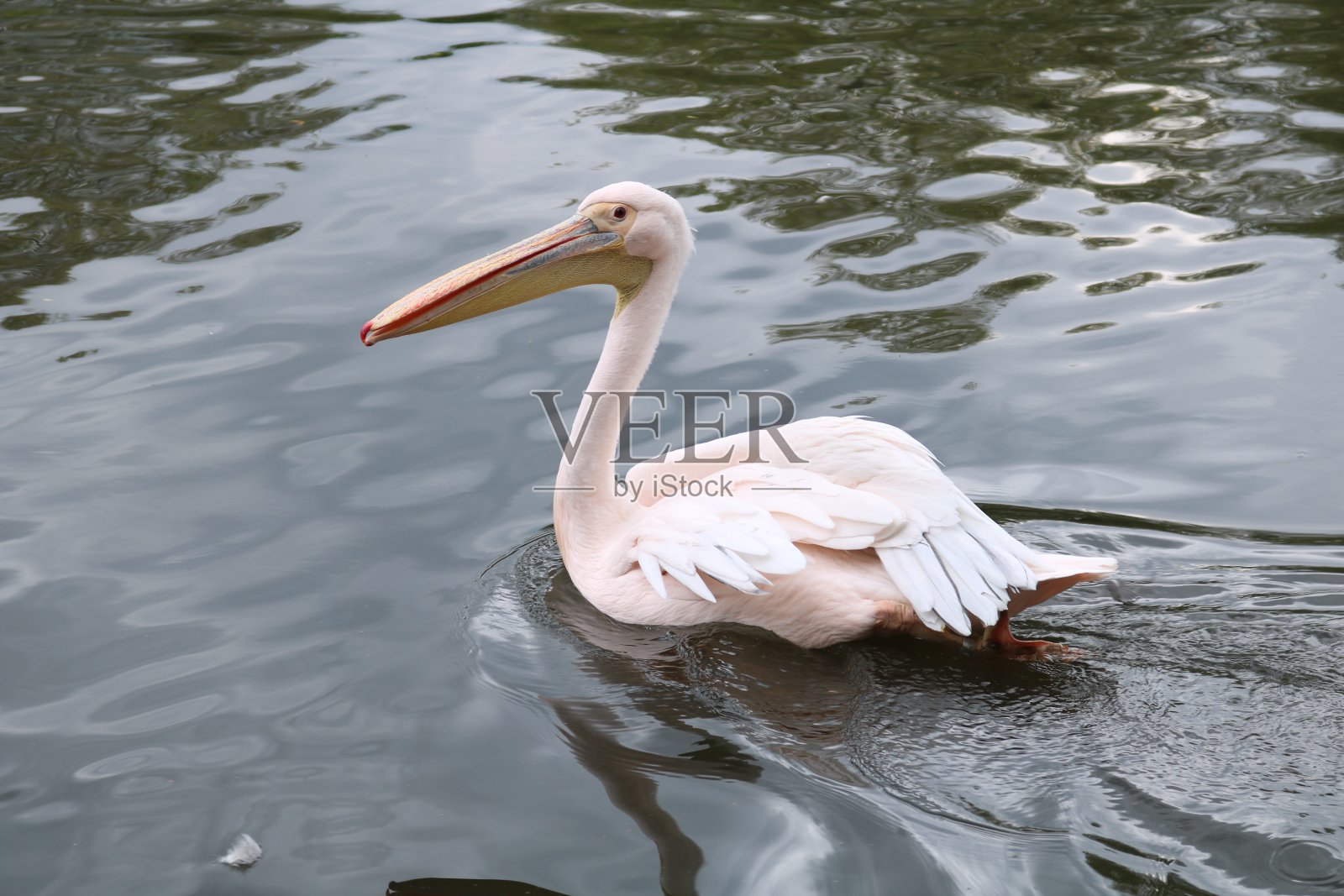 游泳鹈鹕照片摄影图片
