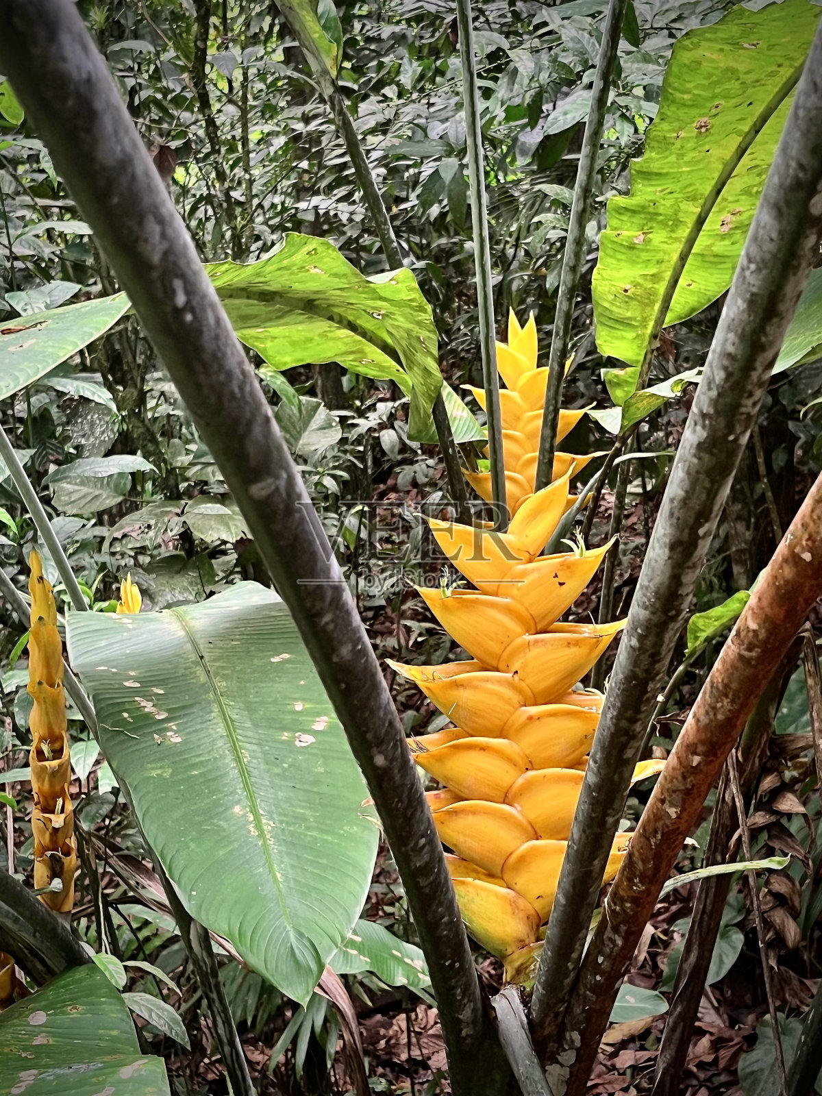 热带雨林中的黄色向日葵照片摄影图片