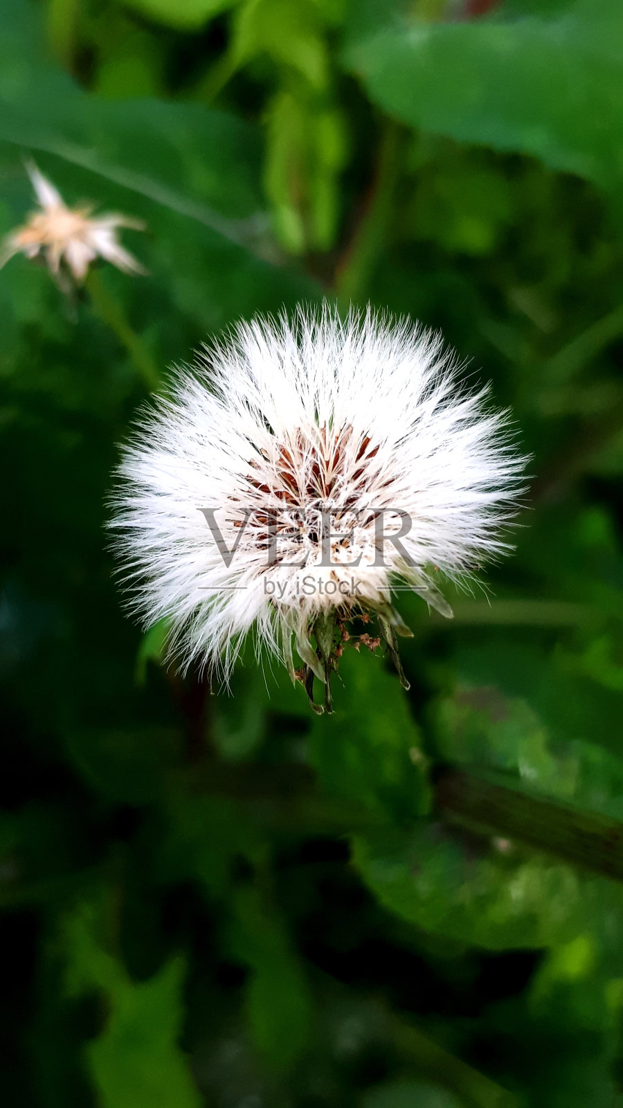 春天的花朵照片摄影图片