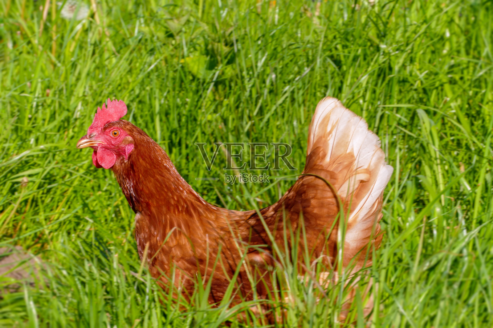 放养的鸡在阳光明媚的日子里啄草觅食照片摄影图片