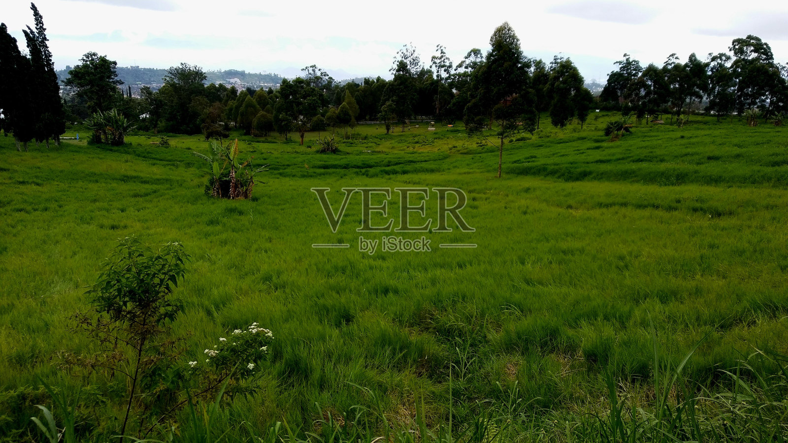 草地照片摄影图片