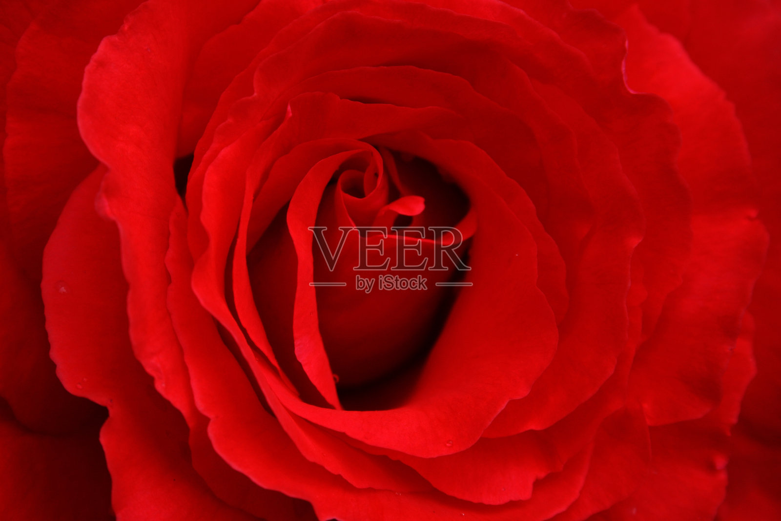 特写中的玫瑰花照片摄影图片