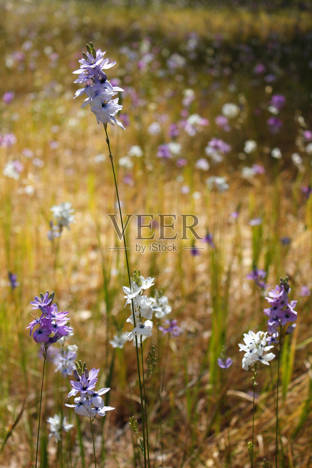 野花照片摄影图片