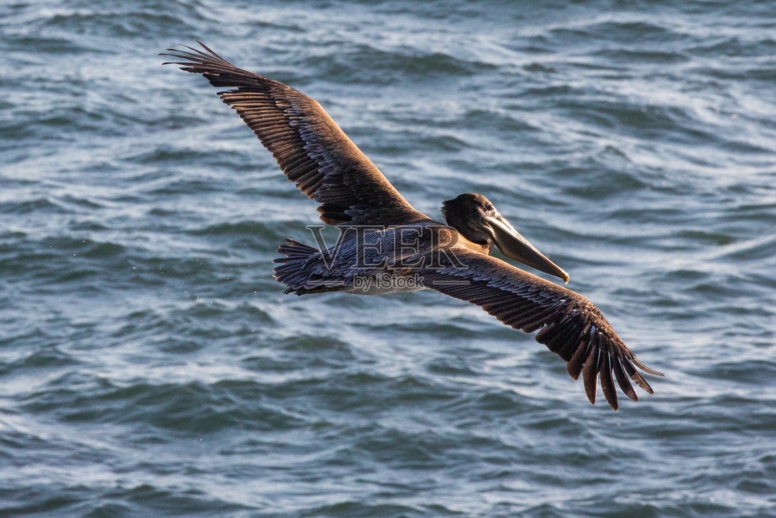 在美国加利福尼亚中部海岸翱翔的褐鹈鹕照片摄影图片