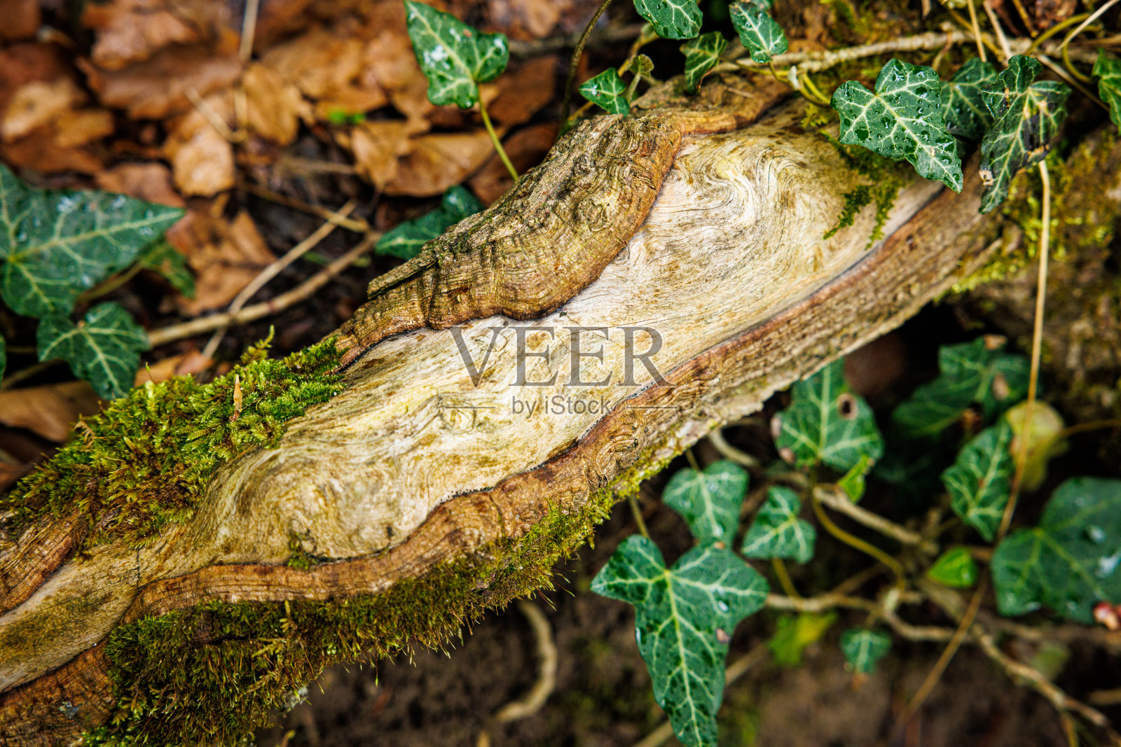 Naturschönheit在瑞士苏黎世州沃尔德的萨格兰-托贝尔照片摄影图片