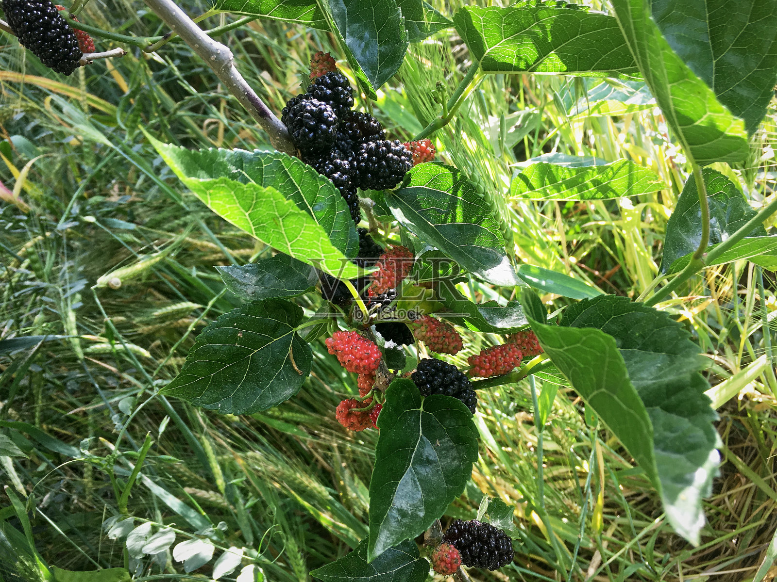 玛百莉把注意力集中在计划射击附近照片摄影图片