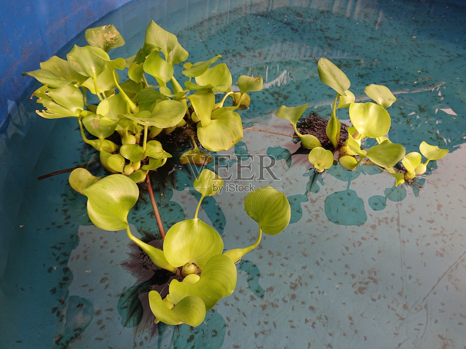 水葫芦植物照片摄影图片