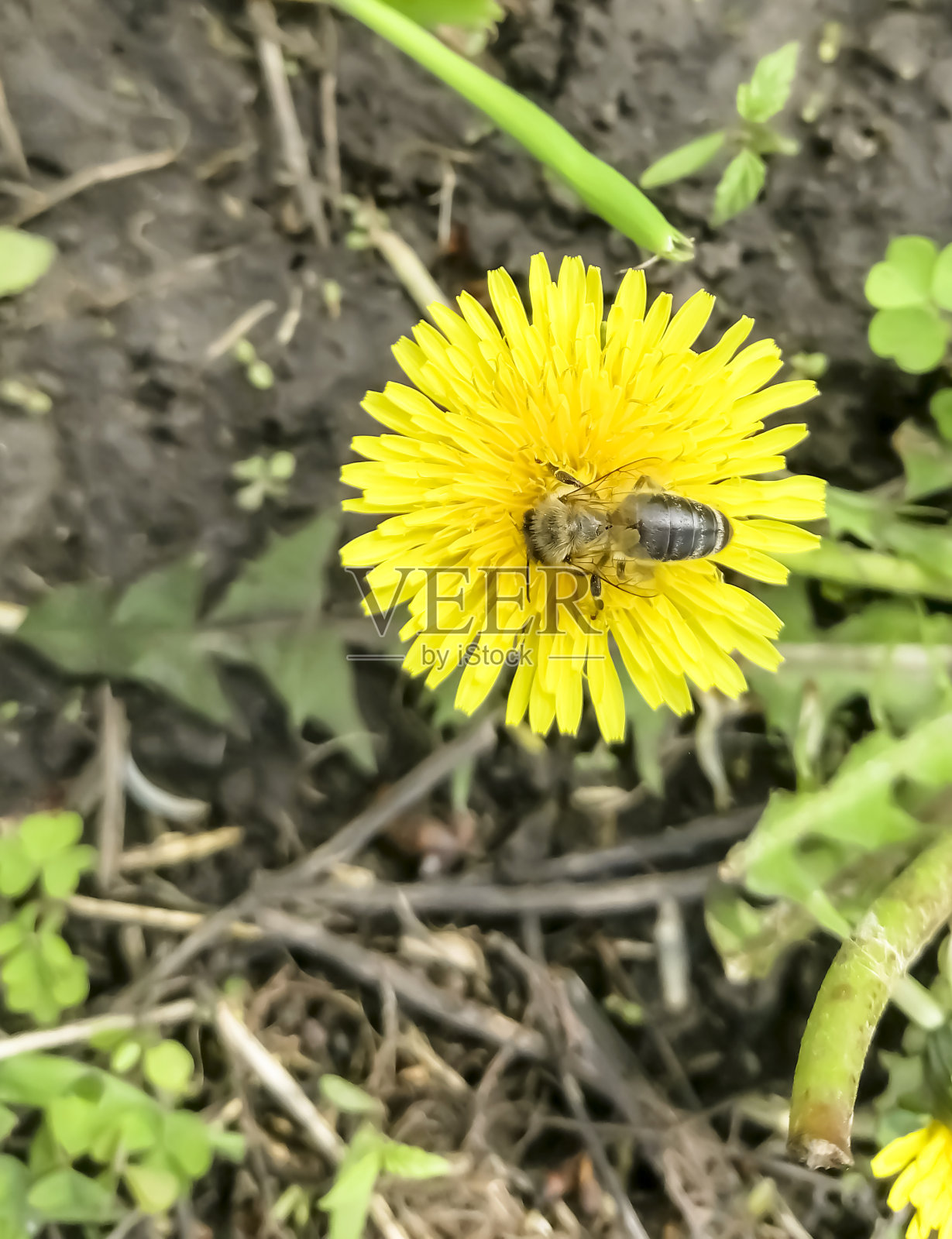蜜蜂从蒲公英上采集花粉。黄色蒲公英上有一只蜜蜂。蜜蜂为花授粉。从蜜蜂那里采集花粉的季节。照片摄影图片