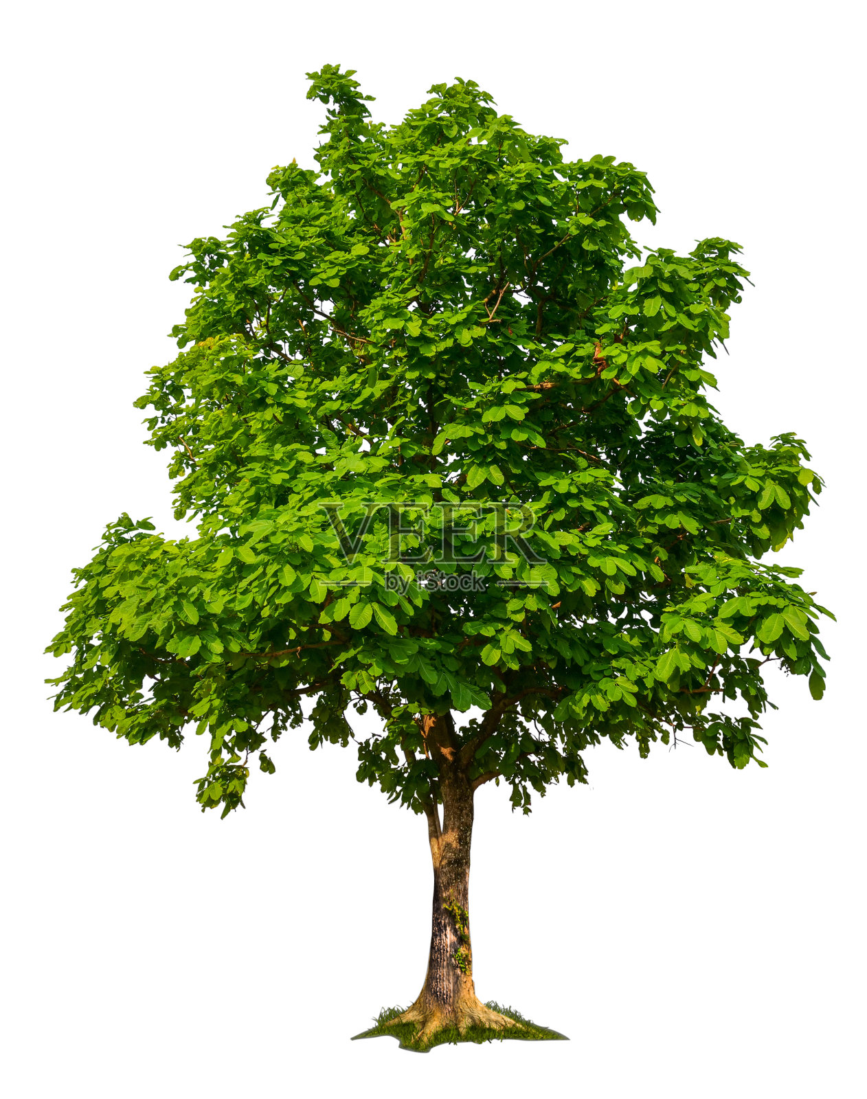 白底树照片摄影图片