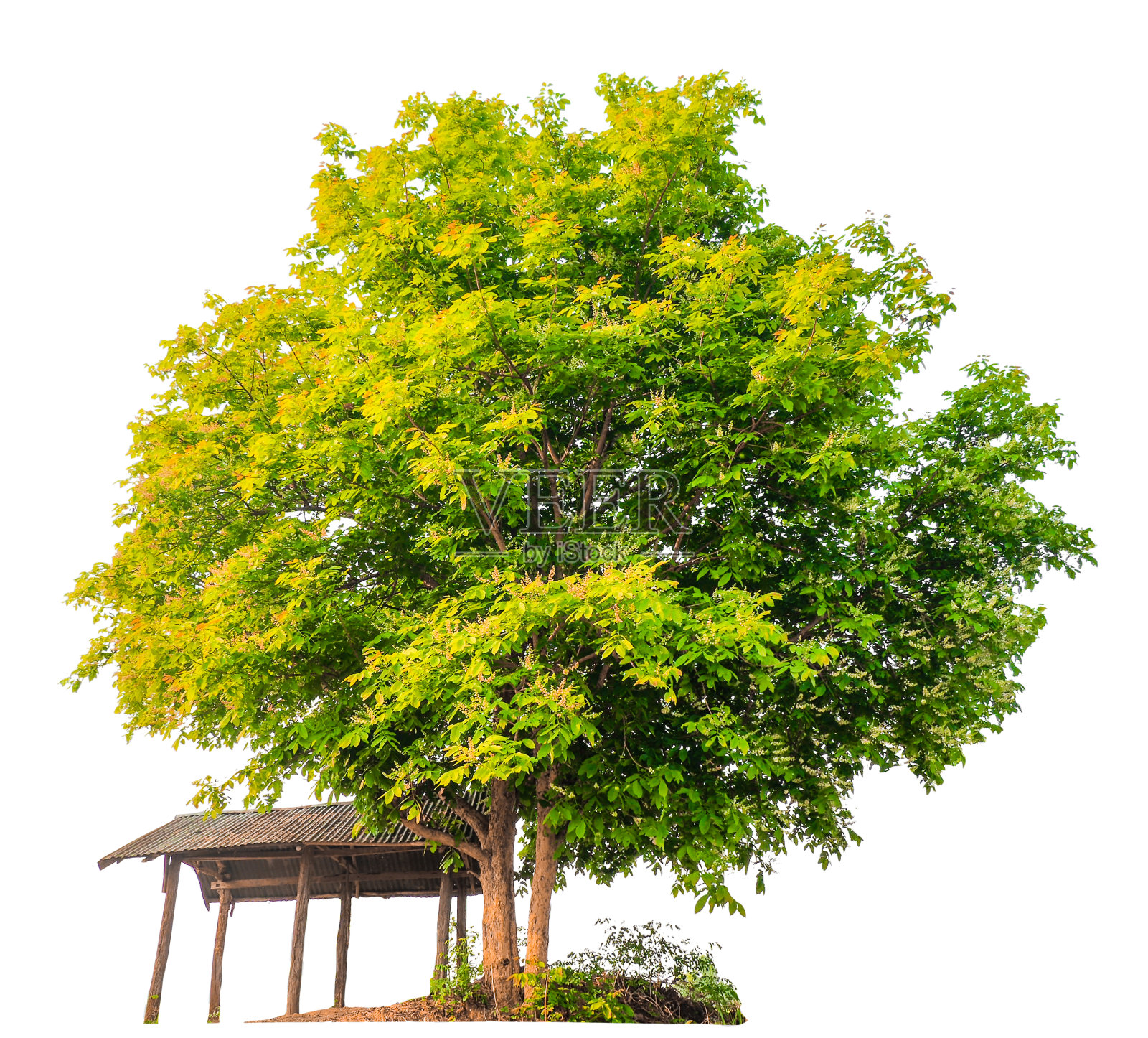 白底树照片摄影图片