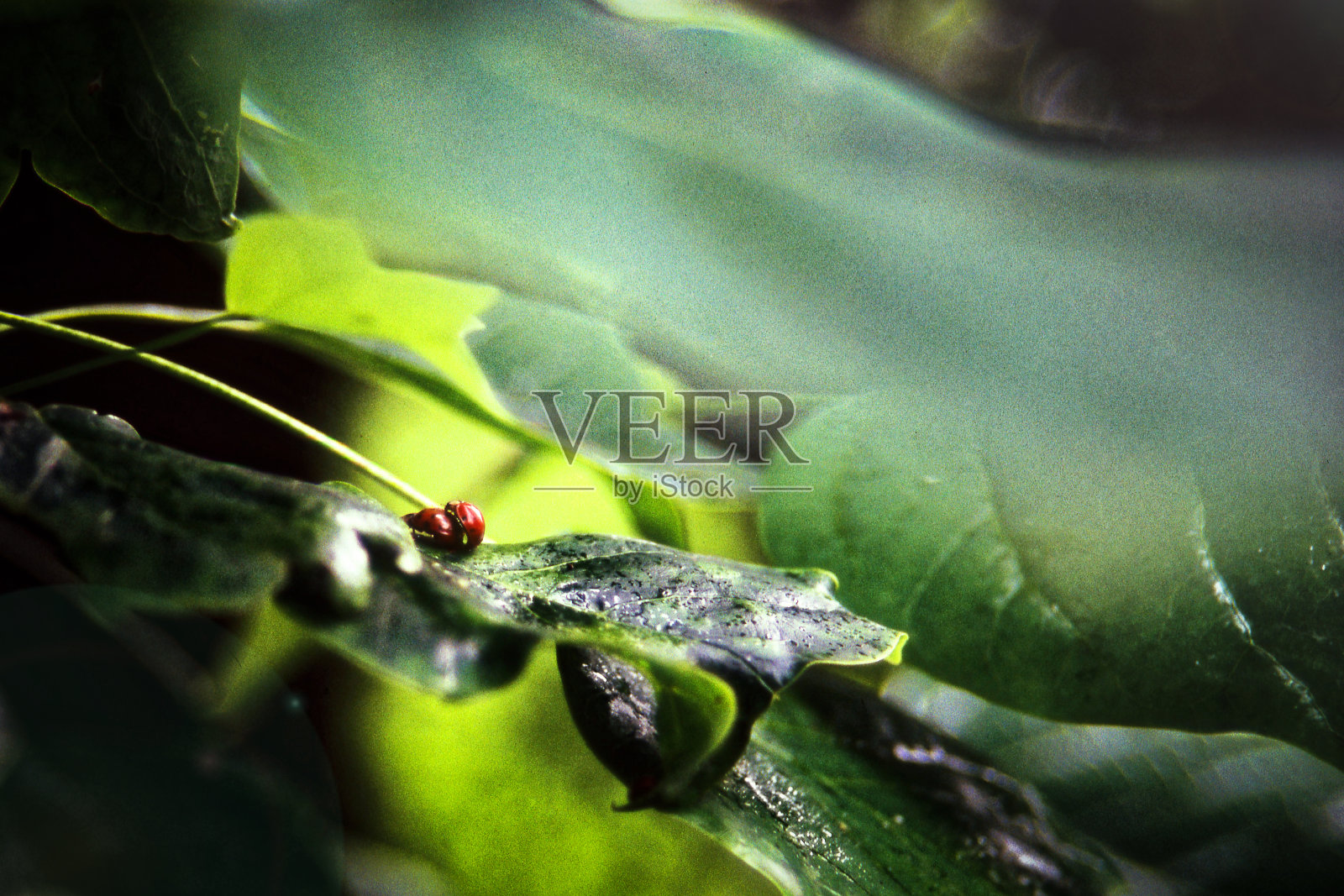 叶子上的瓢虫照片摄影图片