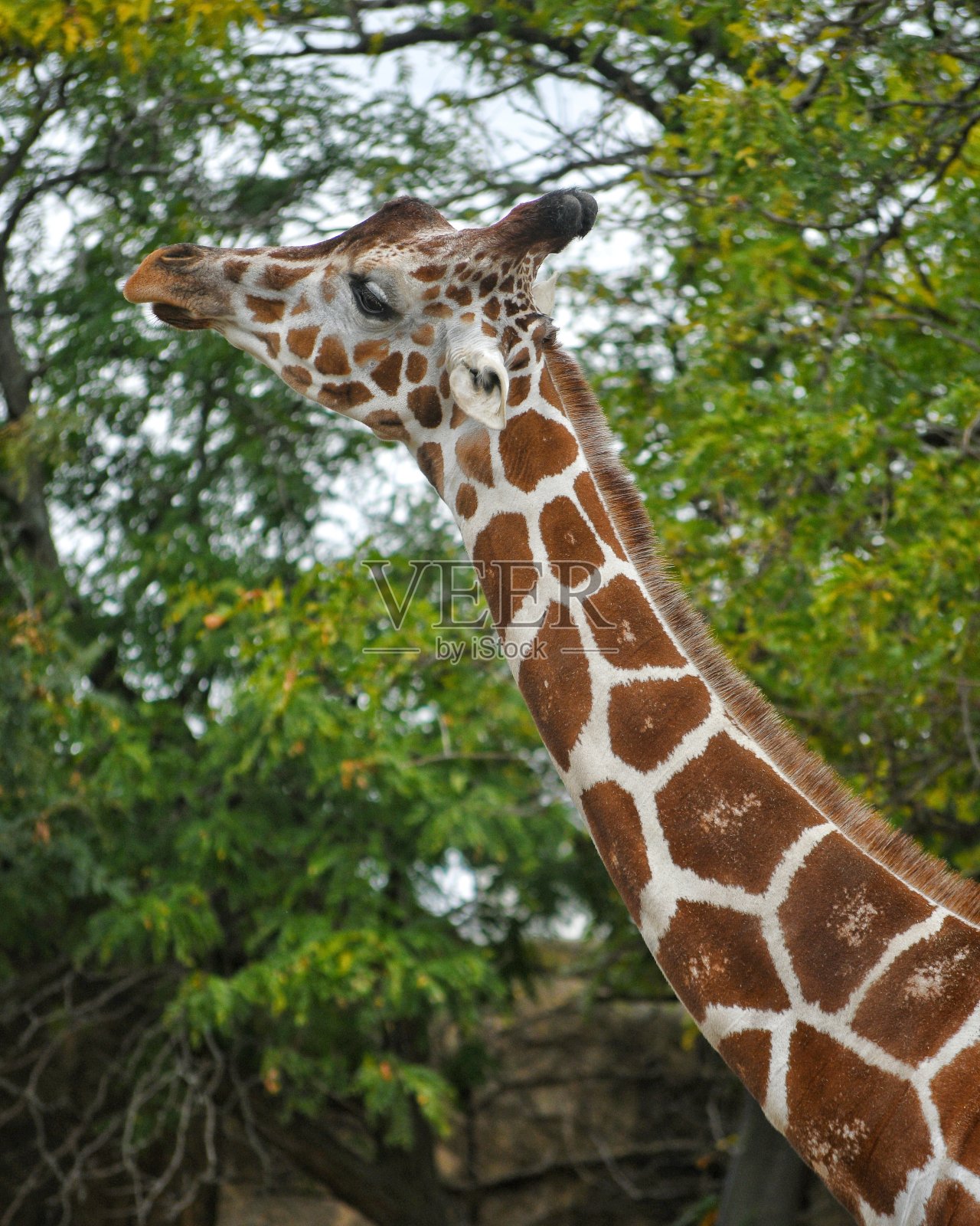 动物园里的又一天照片摄影图片