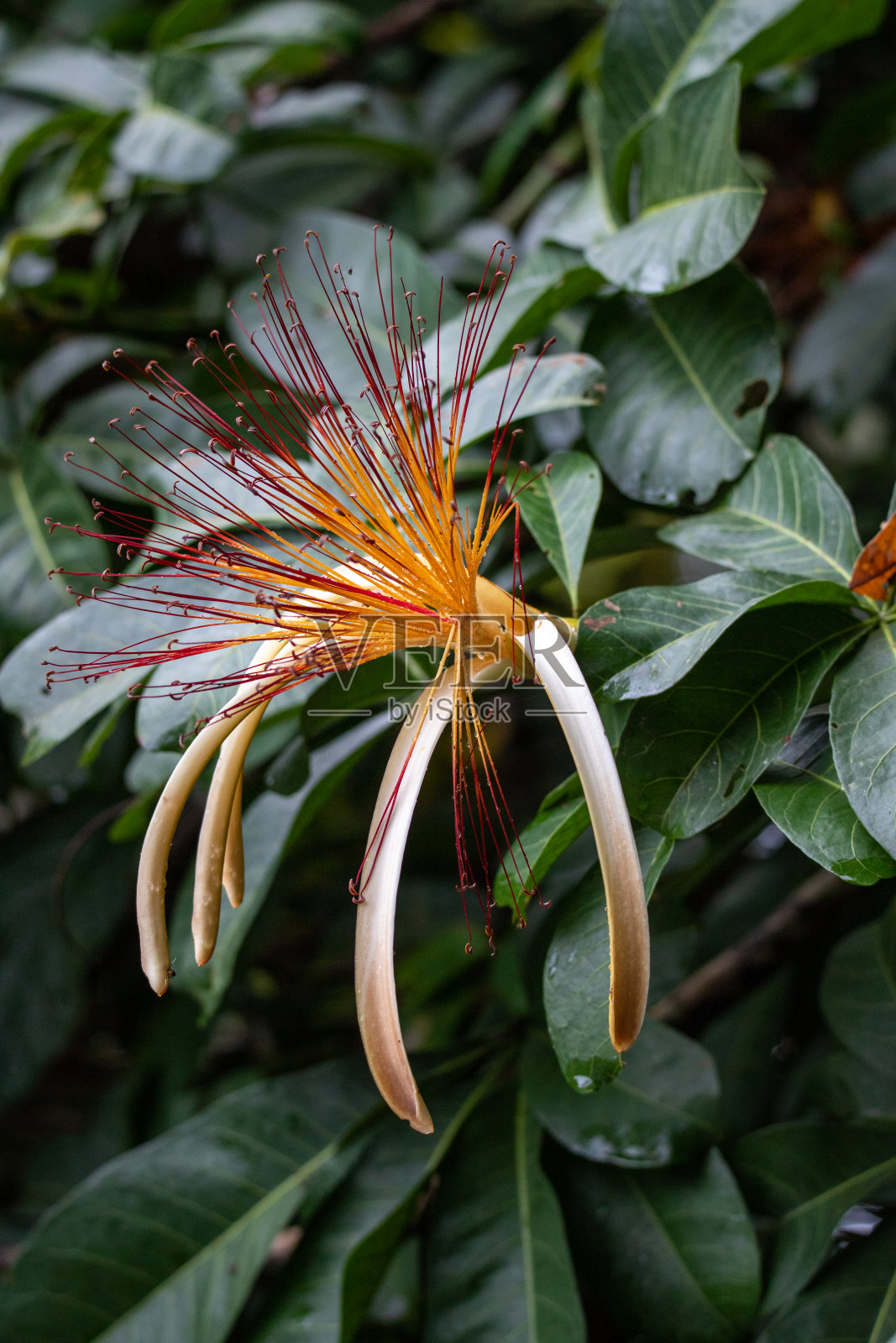 丛林之花哥斯达黎加照片摄影图片