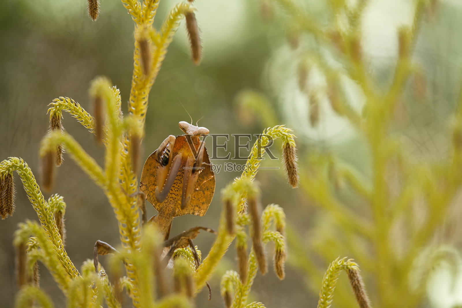 螳螂与野生植物照片摄影图片